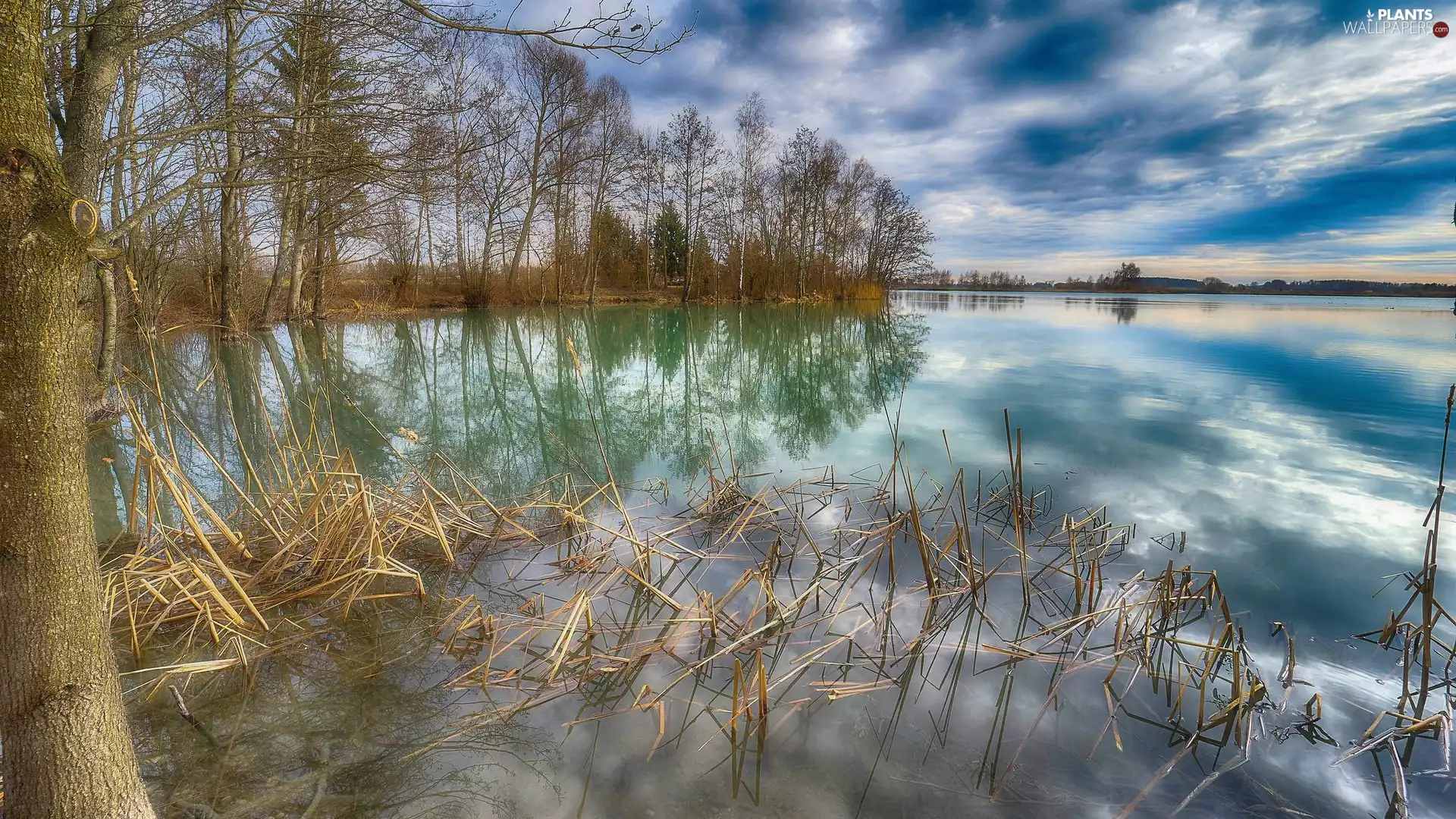 viewes, lake, grass, reflection, dry, trees