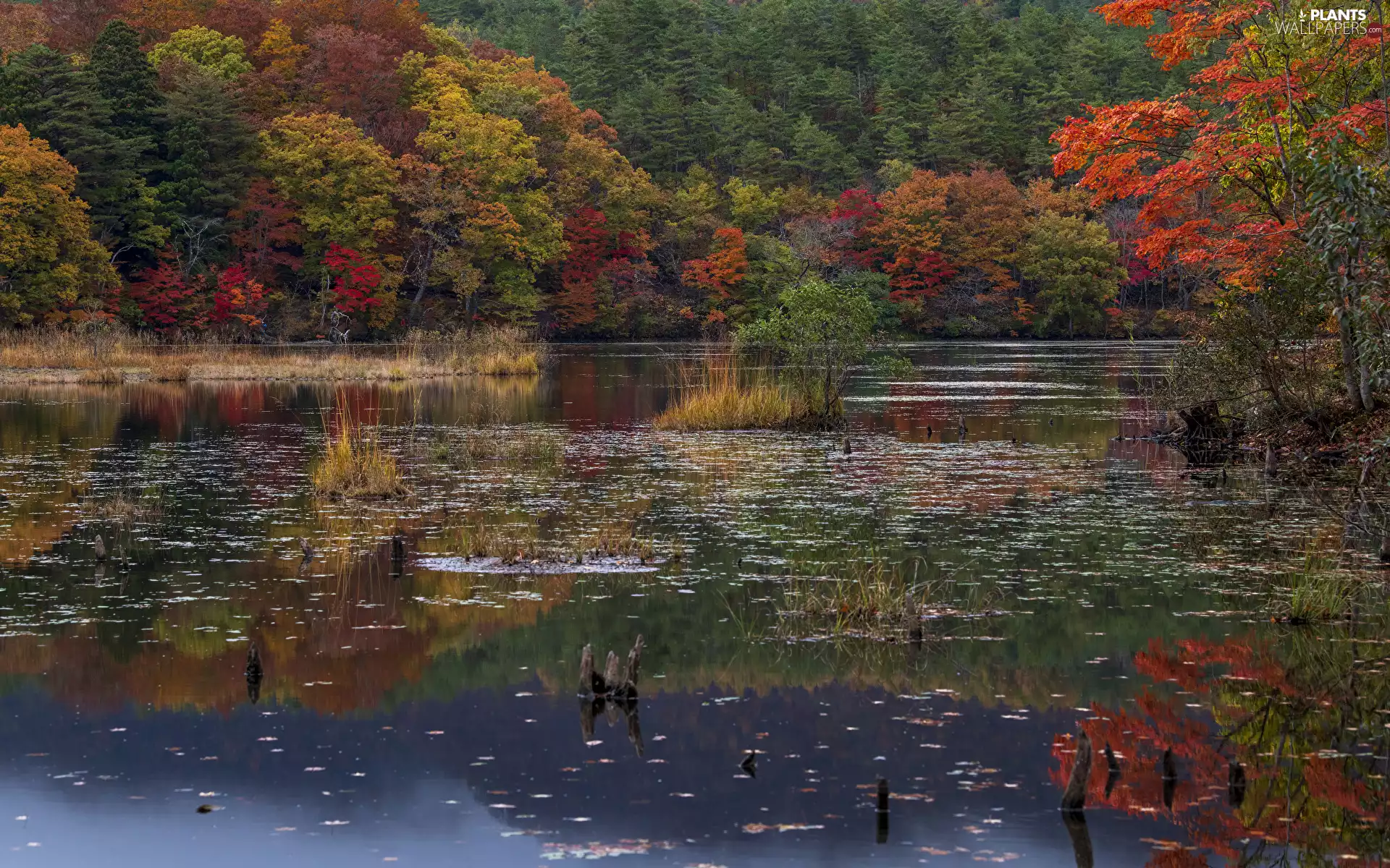 viewes, autumn, grass, reflection, lake, trees