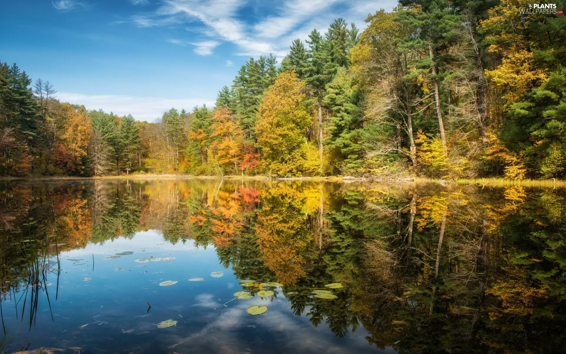 viewes, autumn, lake, reflection, forest, trees