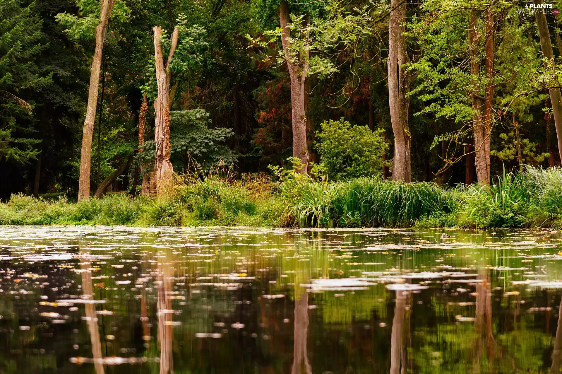 forest, reflection, trees, viewes, lake