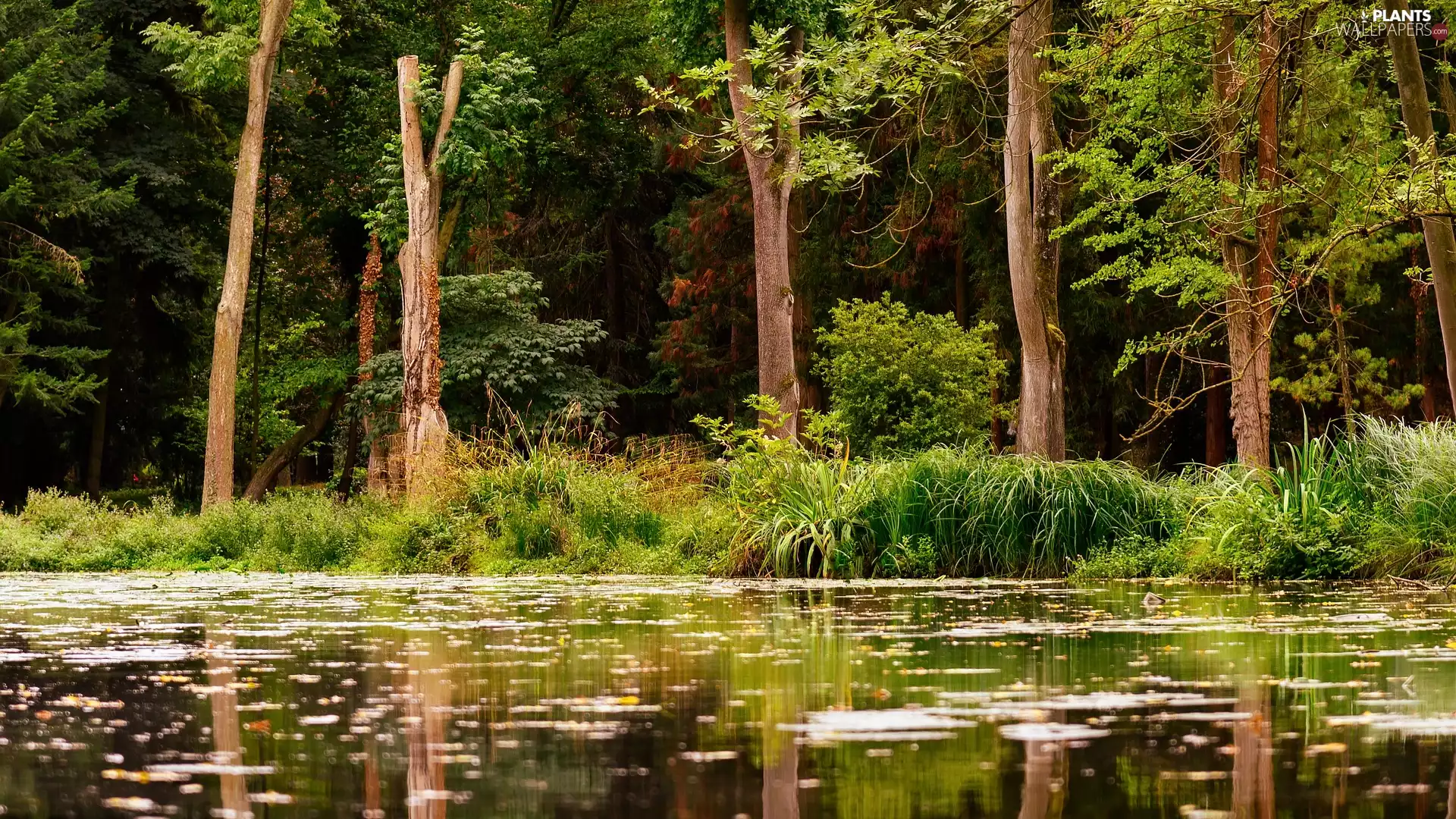 viewes, forest, lake, reflection, grass, trees