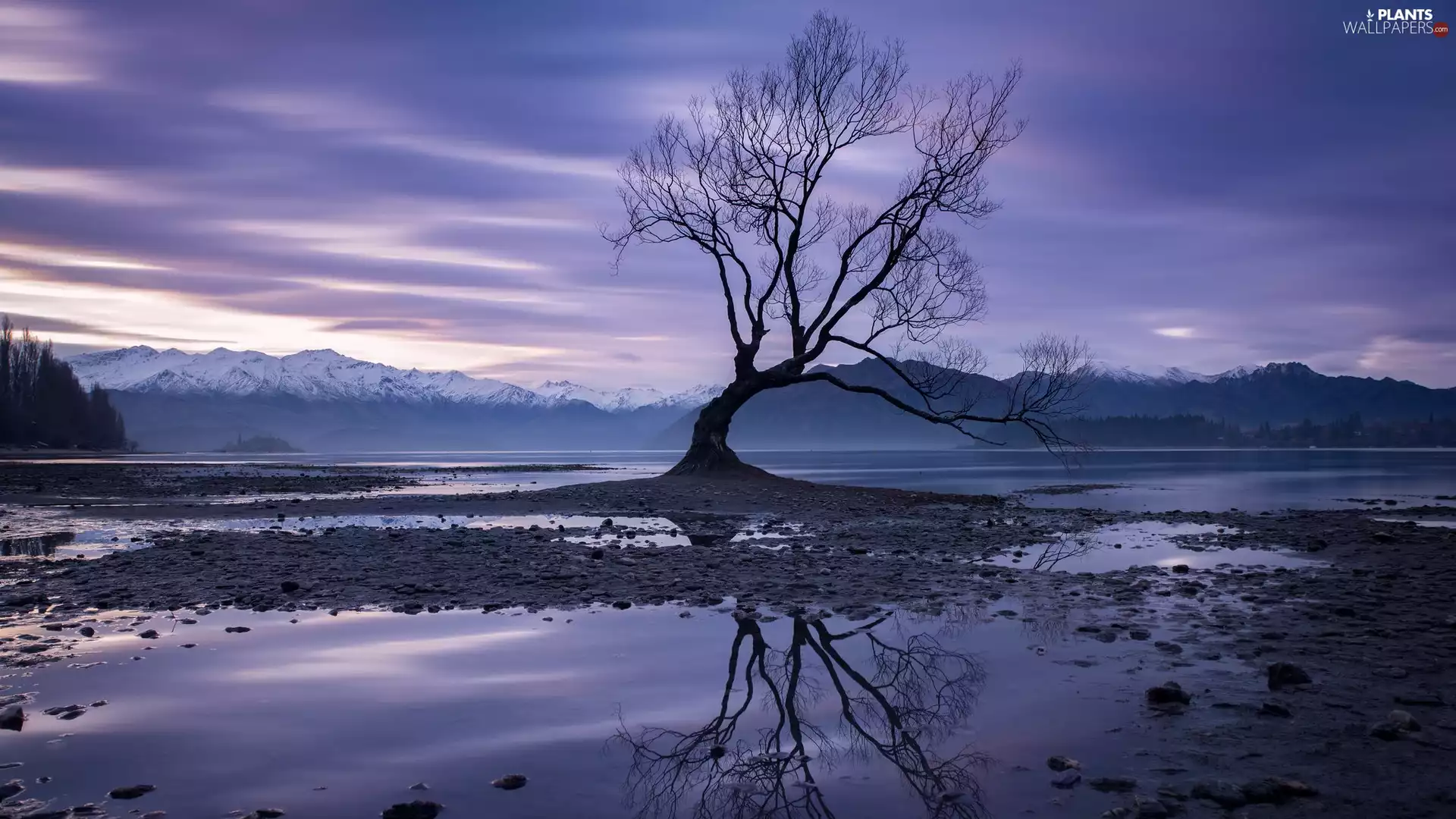reflection, Wanaka, South Island, Mountains, lake, trees, New Zeland