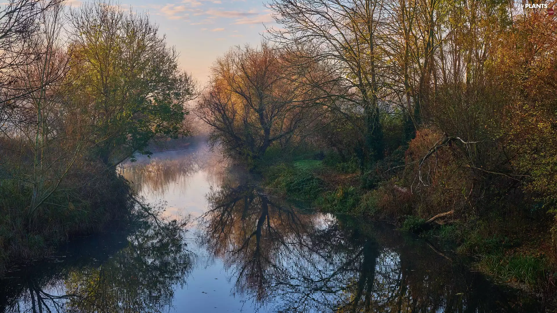 Bush, reflection, trees, viewes, River