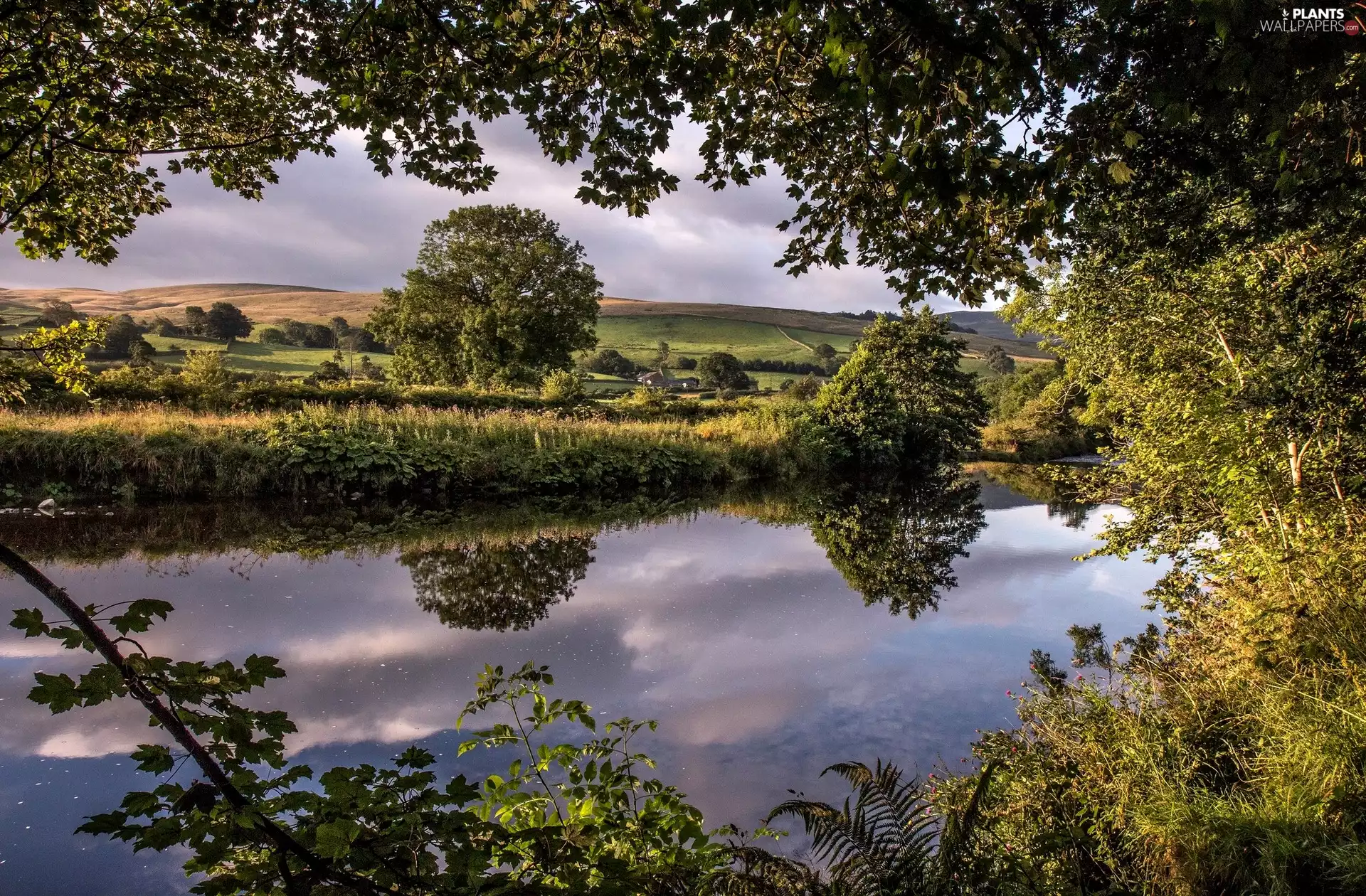 Field, reflection, trees, viewes, River