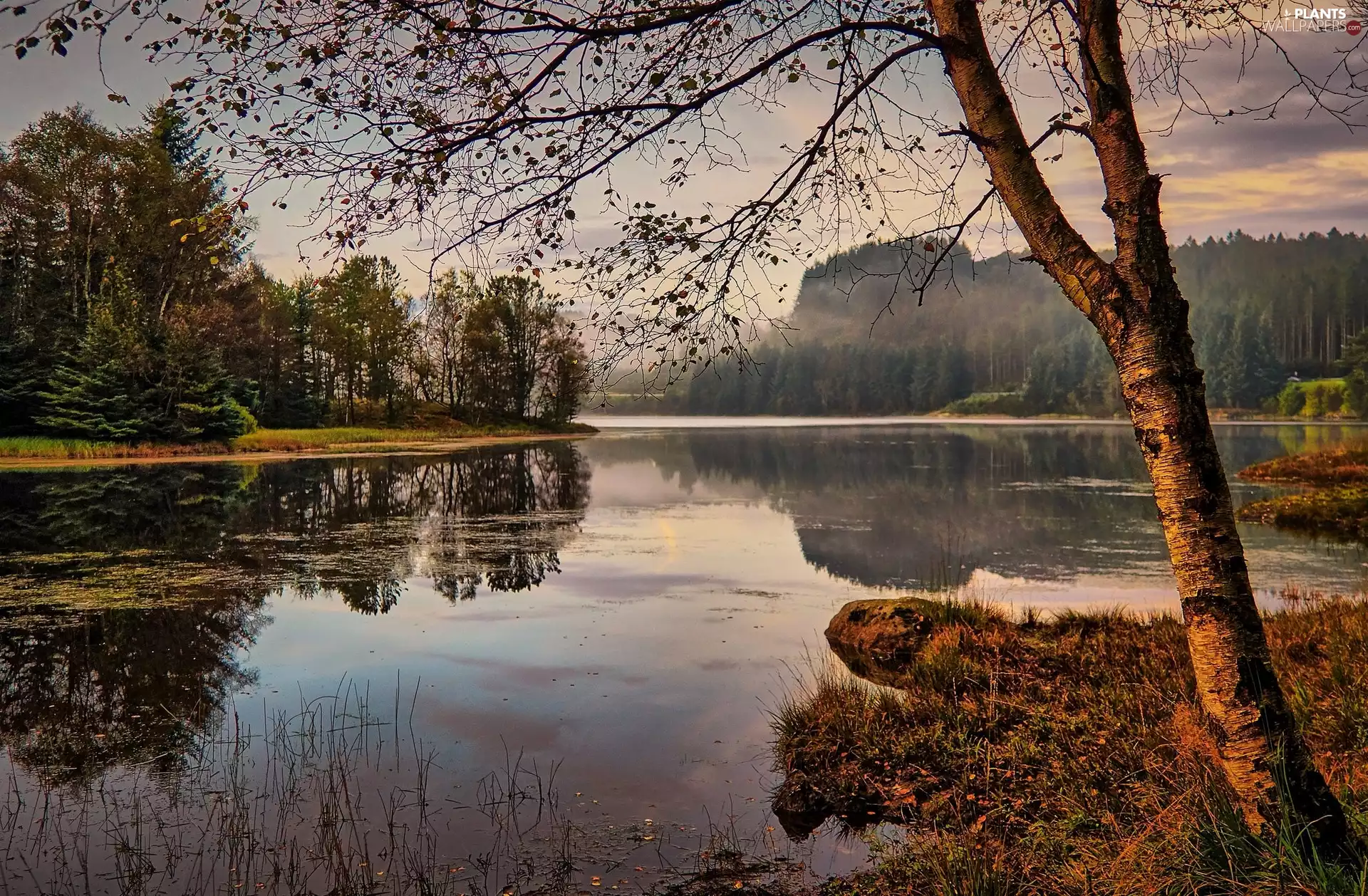 Fog, reflection, trees, viewes, River