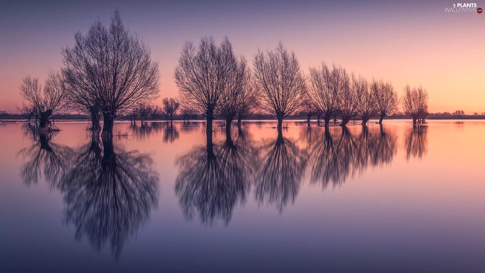 leafless, reflection, trees, viewes, River