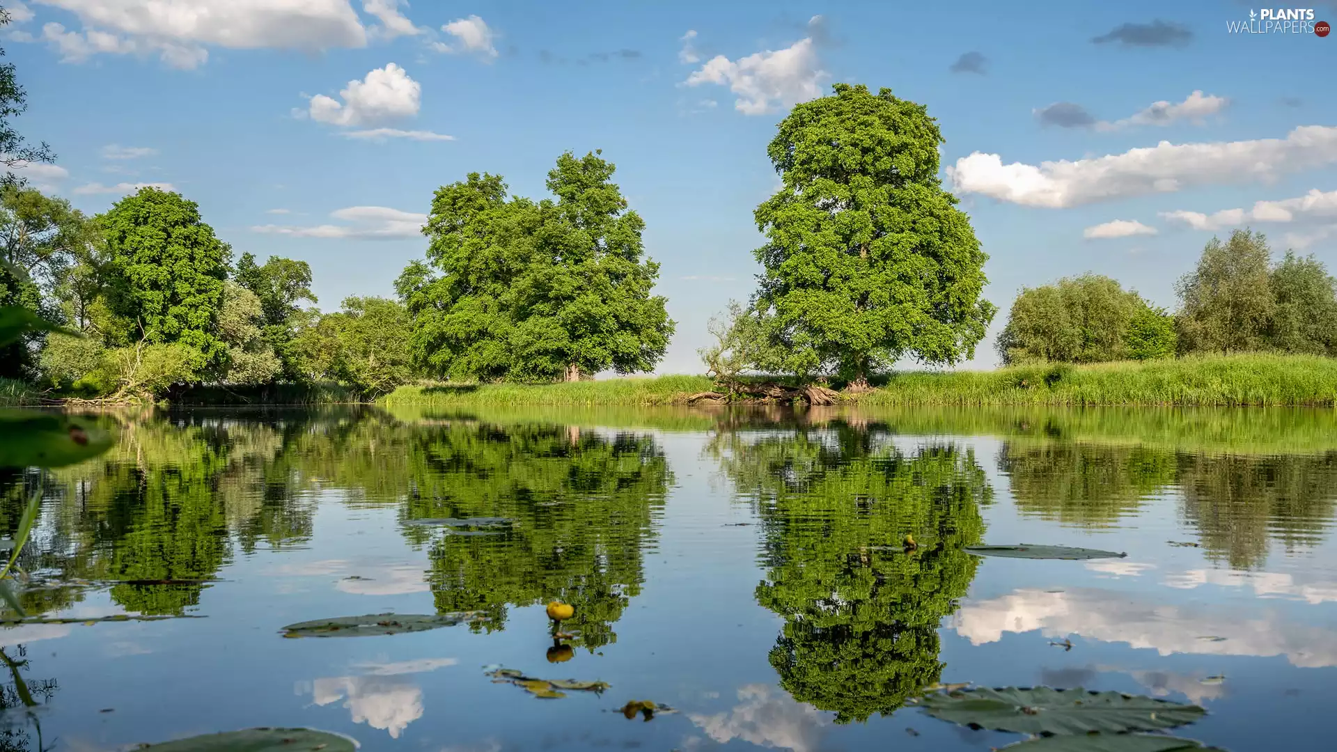 Plants, reflection, trees, viewes, River