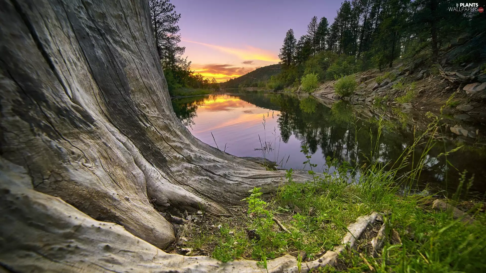 trunk, reflection, trees, viewes, River