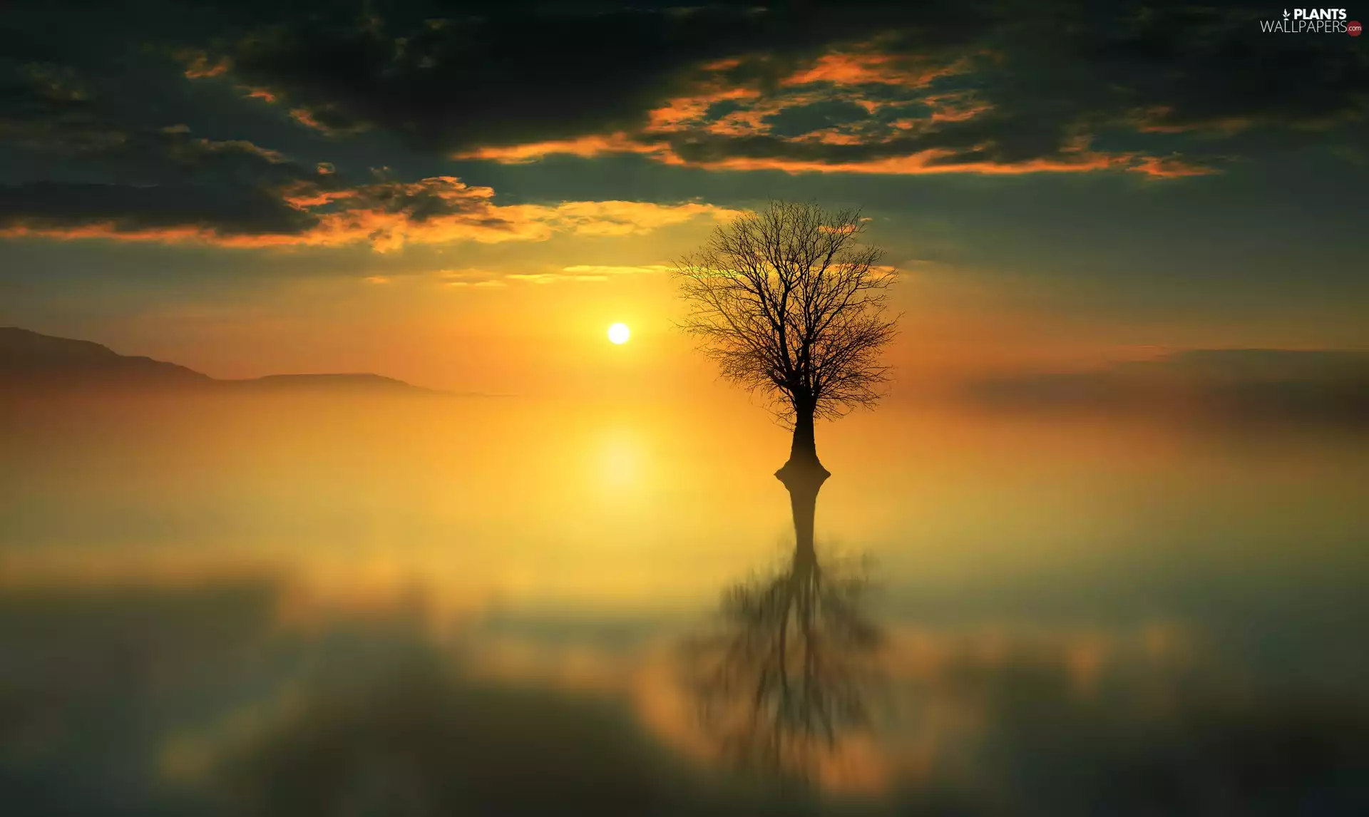 Fog, Great Sunsets, reflection, lake, trees