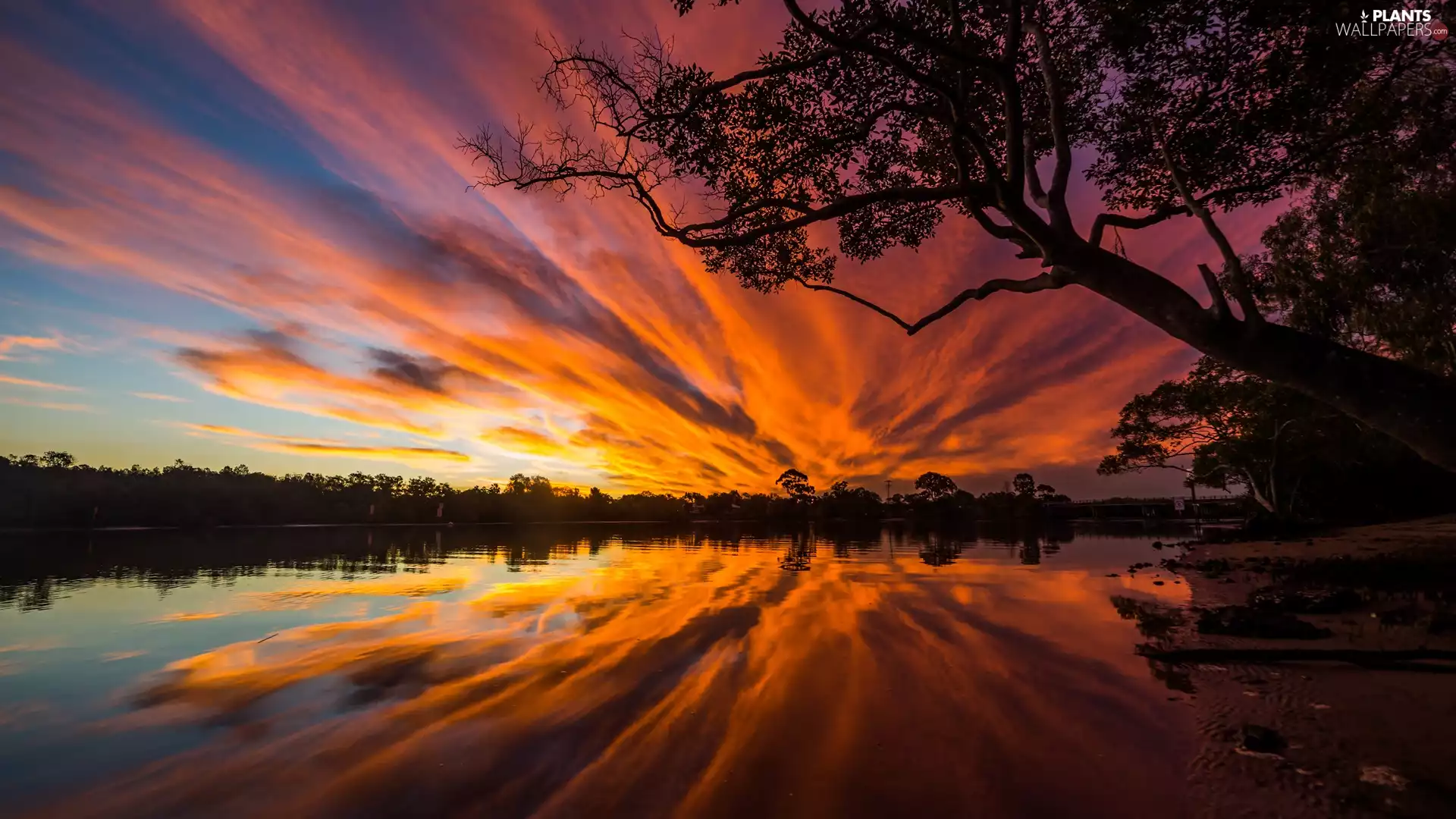 Great Sunsets, trees, clouds, viewes, River, Sky, reflection
