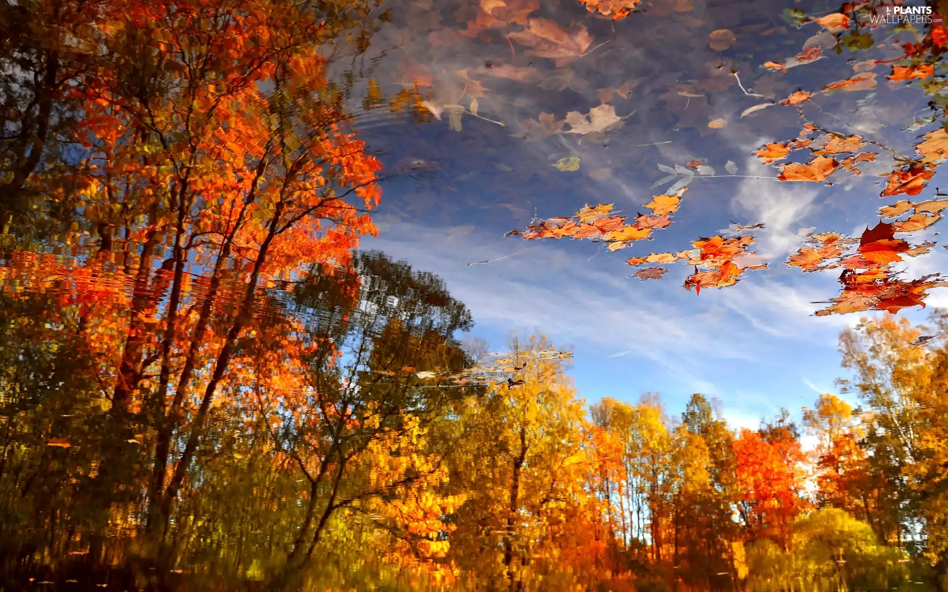 viewes, autumn, water, reflection, Leaf, trees