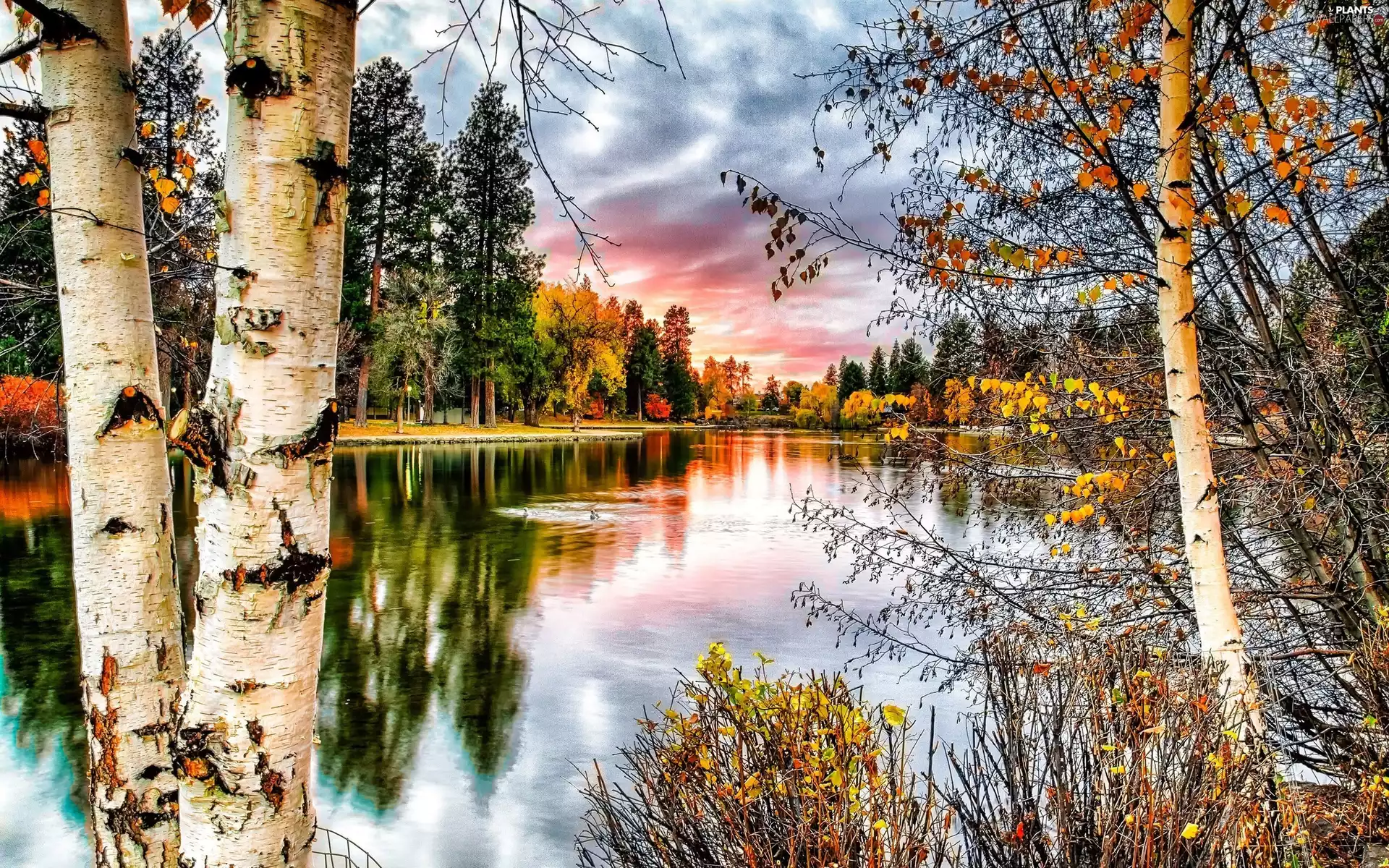 birch, trees, autumn, reflection, lake, viewes