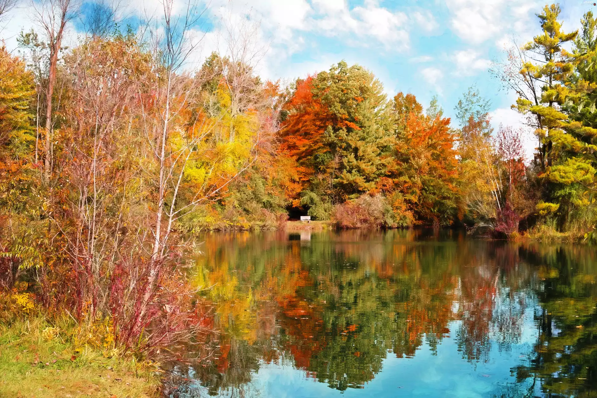 color, autumn, viewes, reflection, trees, Pond - car