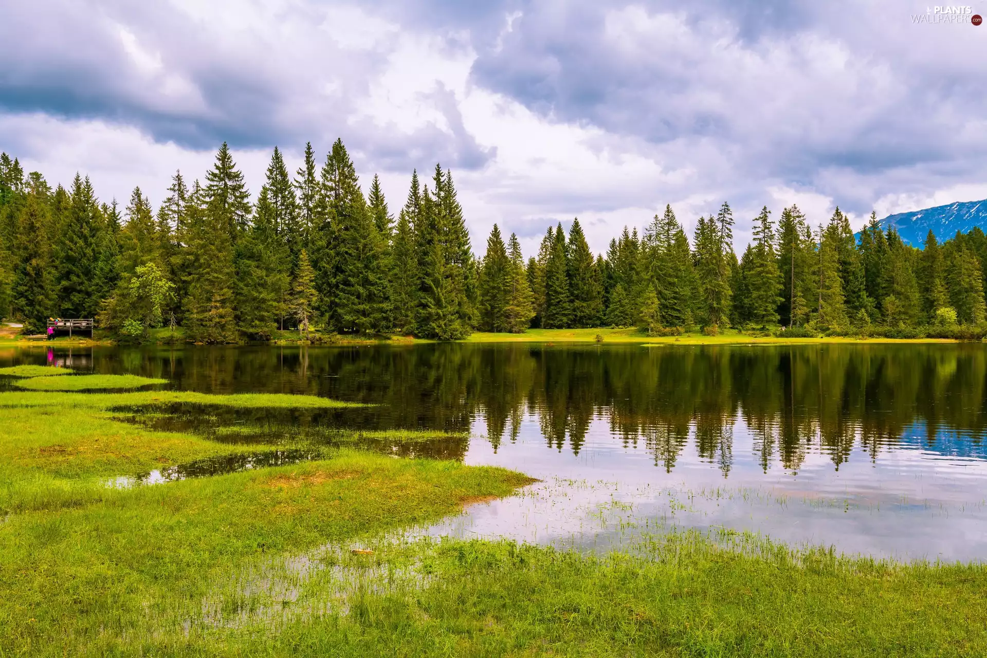lake, trees, clouds, reflection, grass, viewes