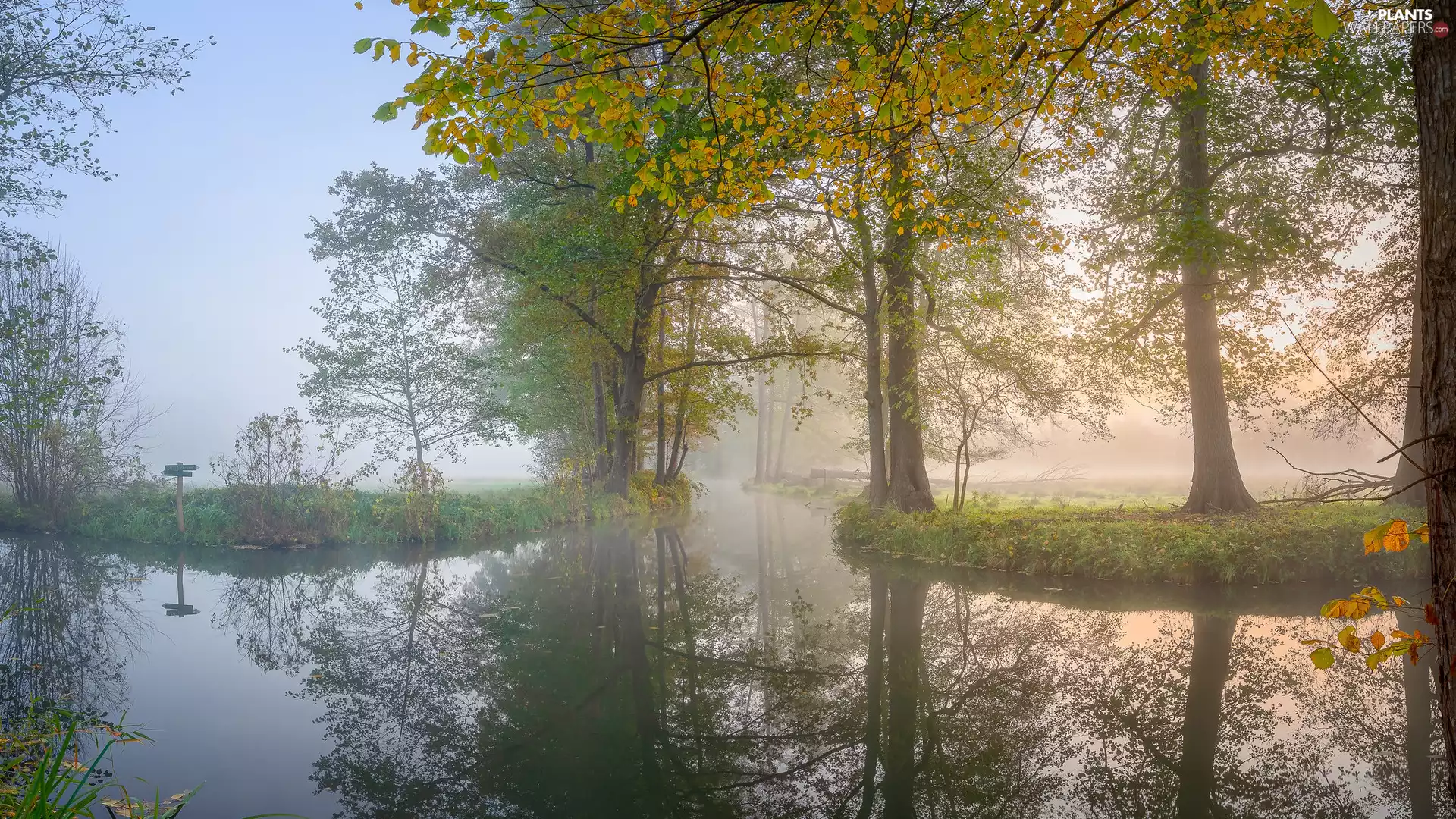 Fog, reflection, viewes, River, trees