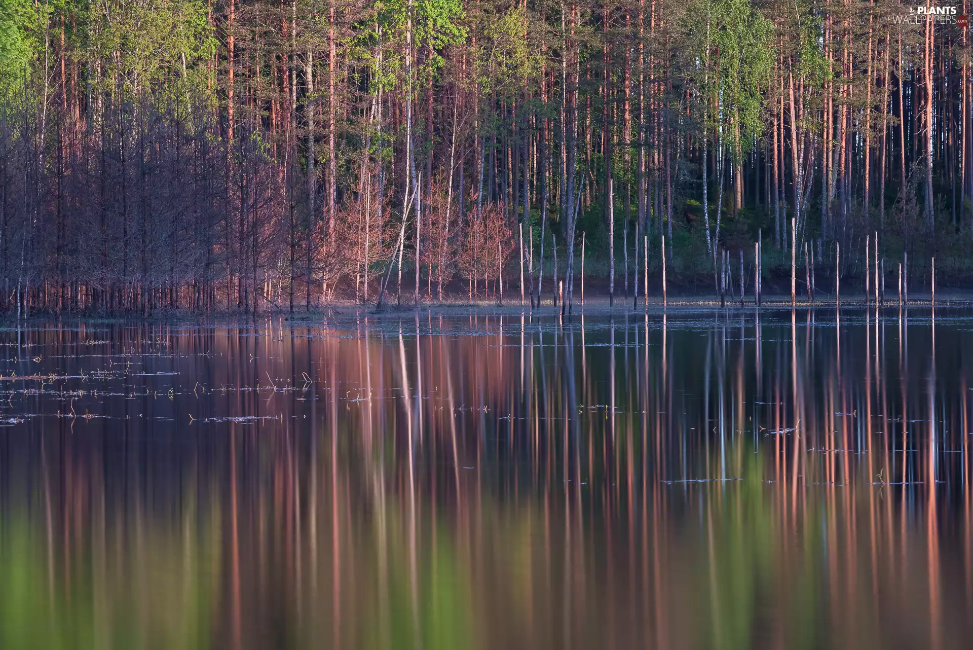 forest, reflection, viewes, River, trees