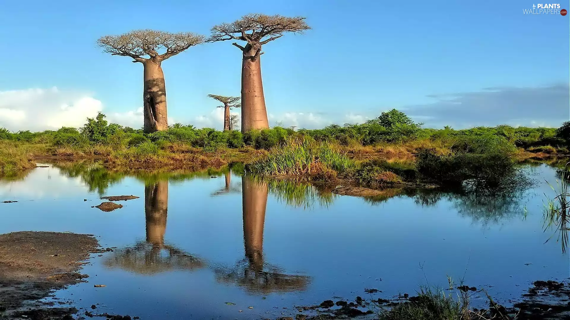 Baobabs, trees, water, reflection, savanna, viewes
