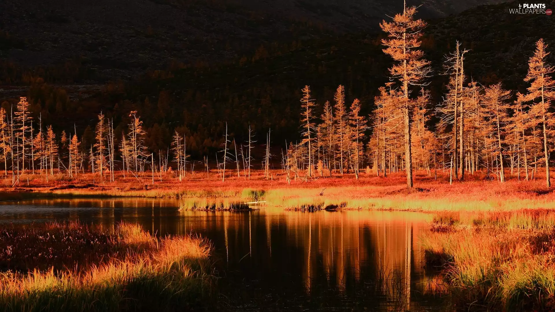 trees, autumn, lake, reflection, viewes, Yellowed