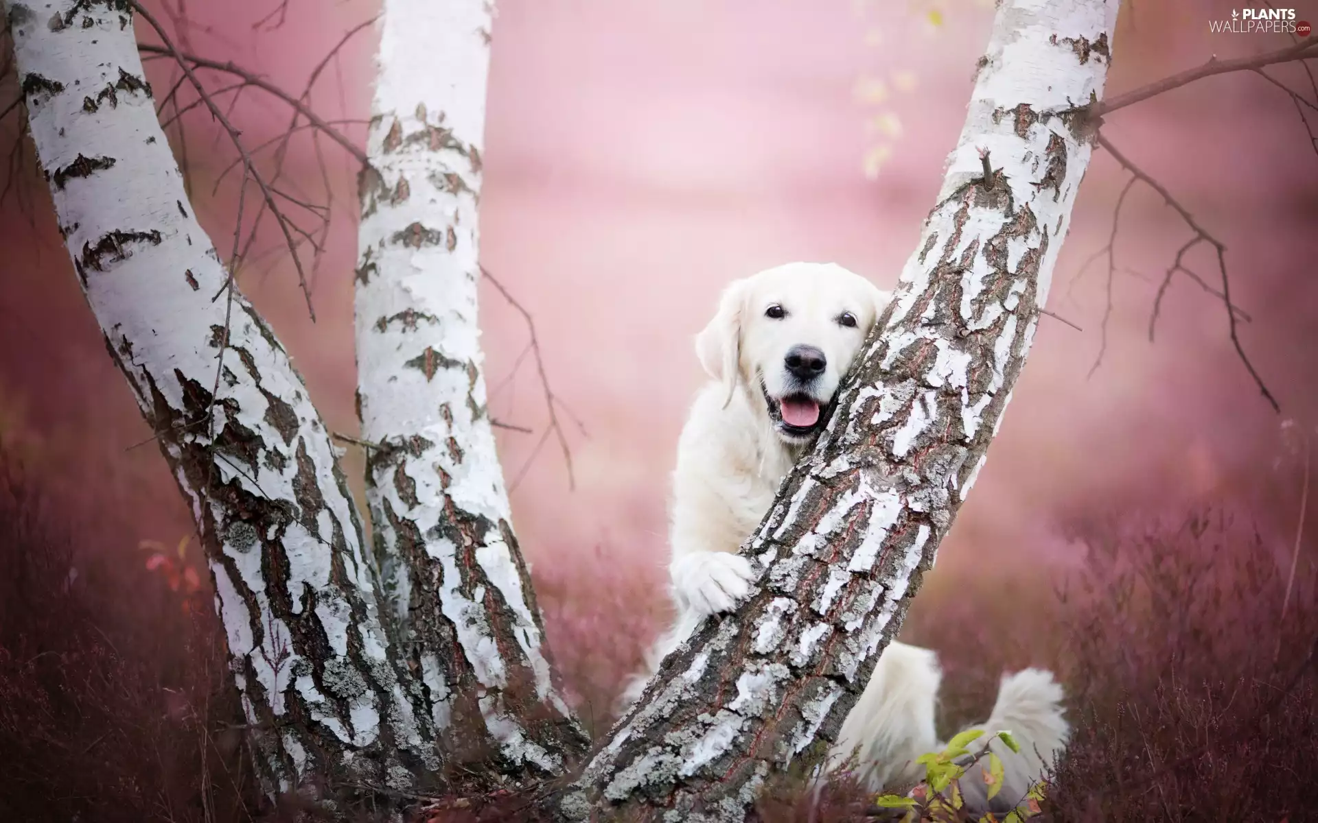 birch-tree, Golden Retriever