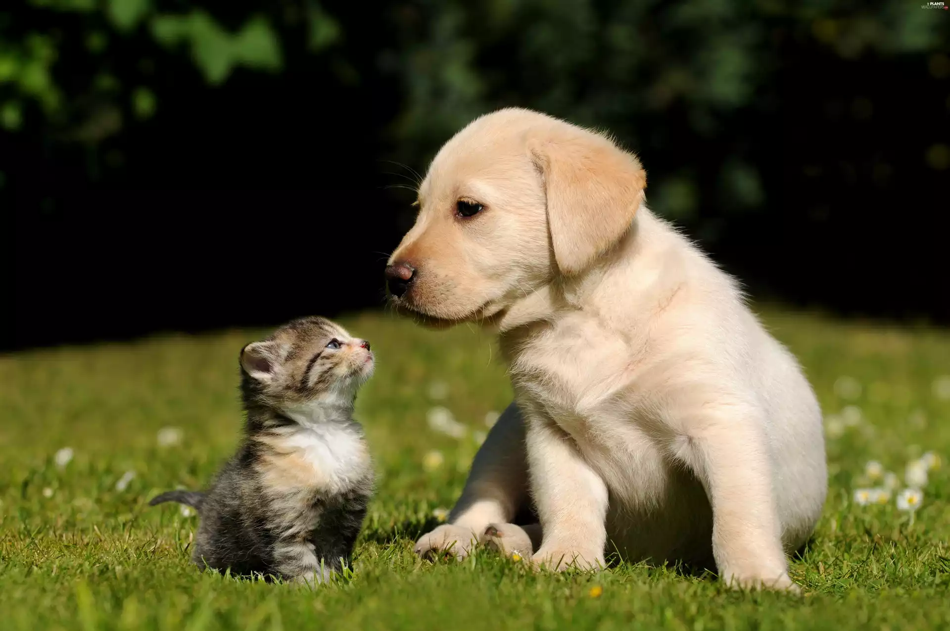 kitten, friends, Labrador Retriever, small, Puppy