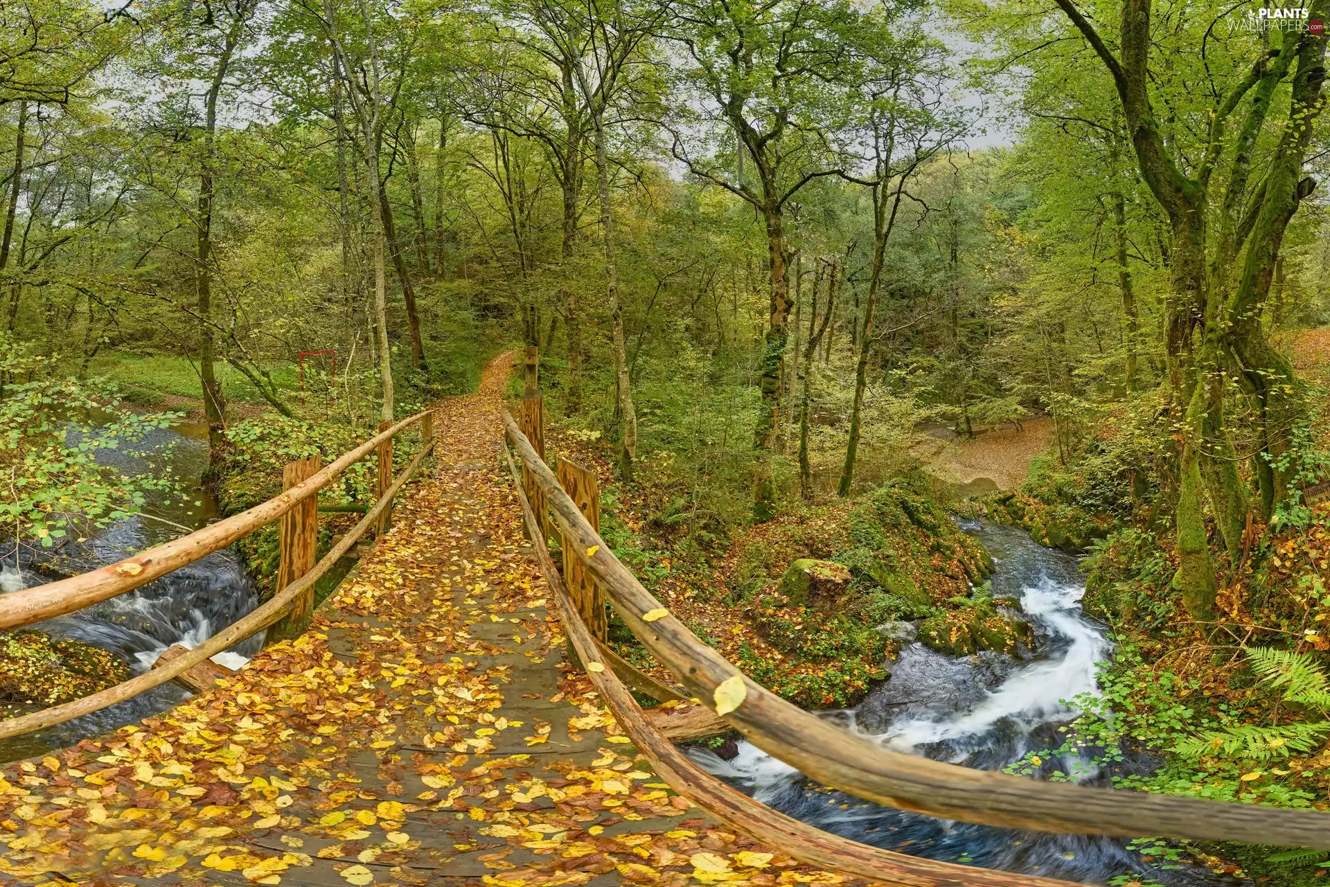 Rhineland-Palatinate, Germany, Leienkaul, bridge, trees, viewes, River, autumn, Park