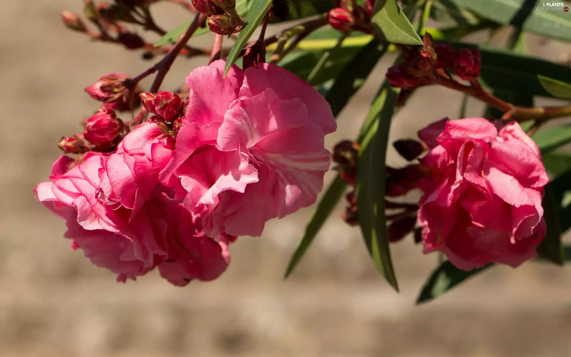 rhododendron, Flowers, azalea