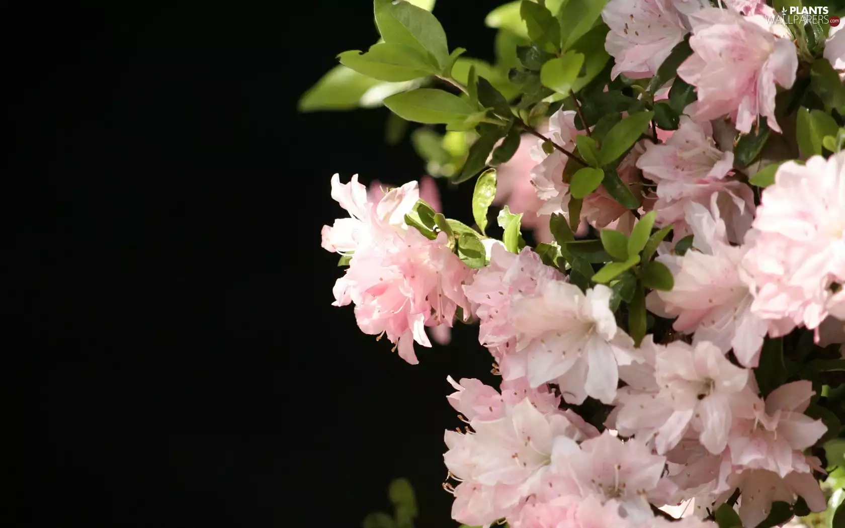 rhododendron, Flowers, azalea