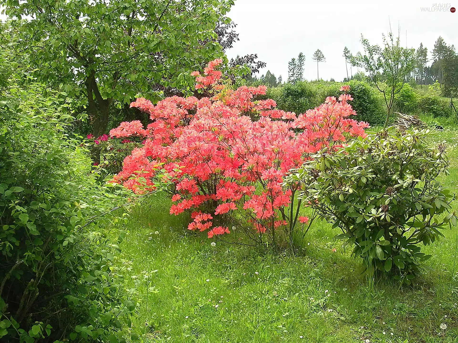 rhododendron, Garden, azalea