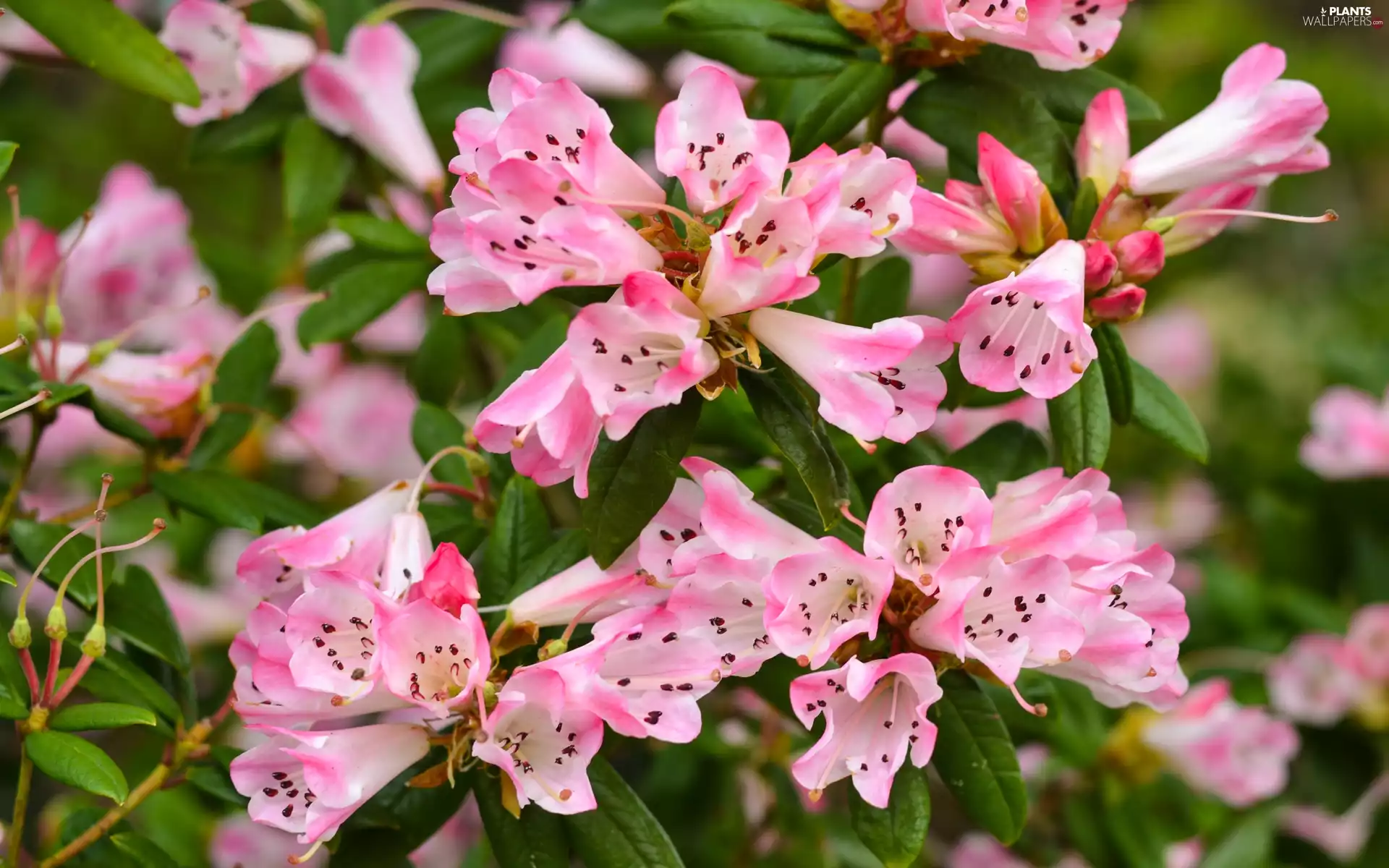rhododendron, Pink, azalea