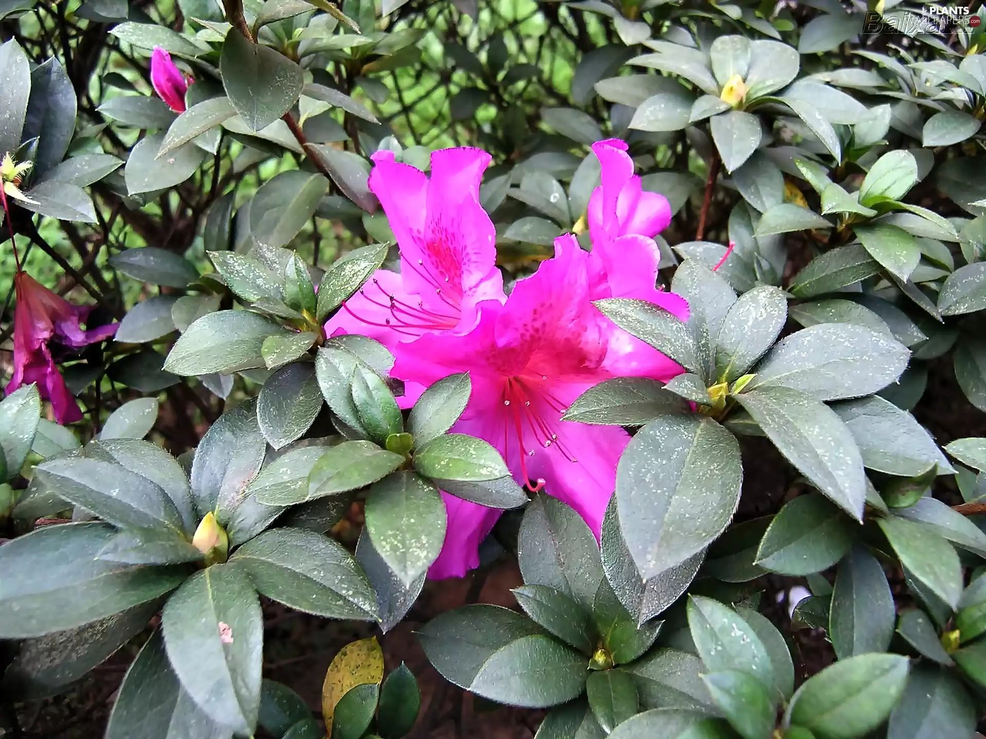 rhododendron, Pink, azalea