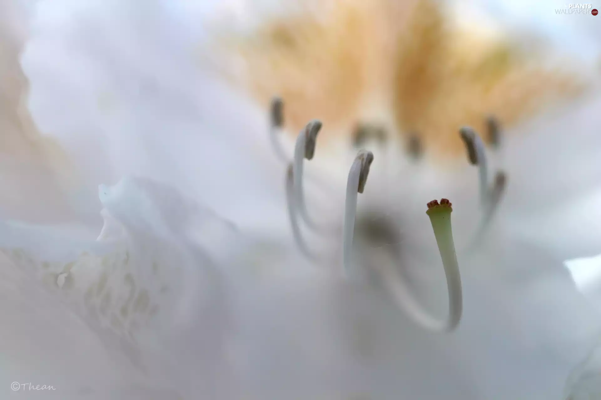 azalea, rods, post, rhododendron