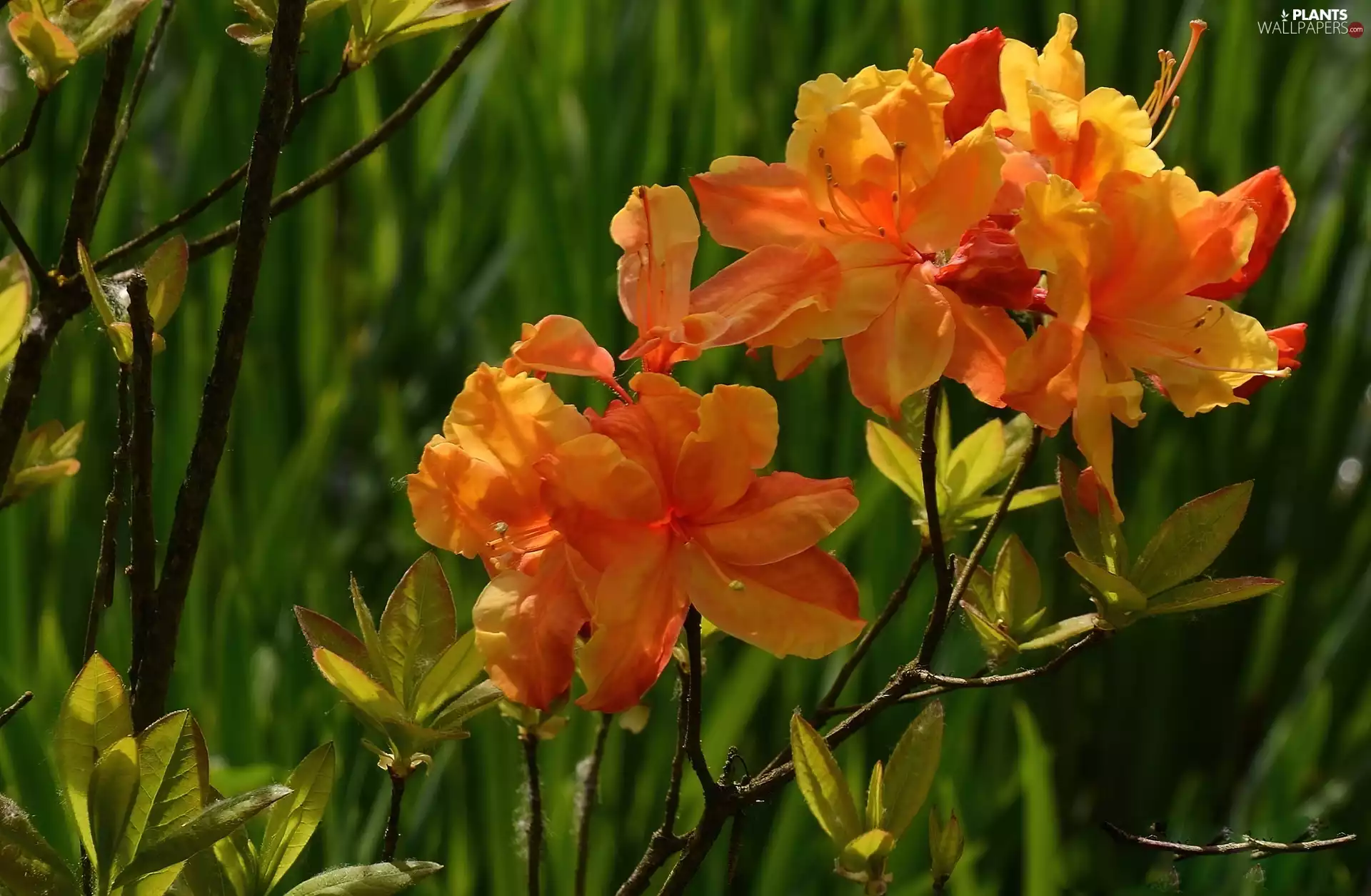 azalea, leaves, stems, rhododendron