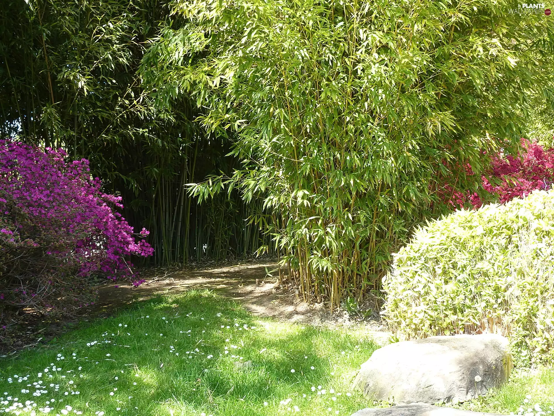 rhododendron, Garden, Azaleas