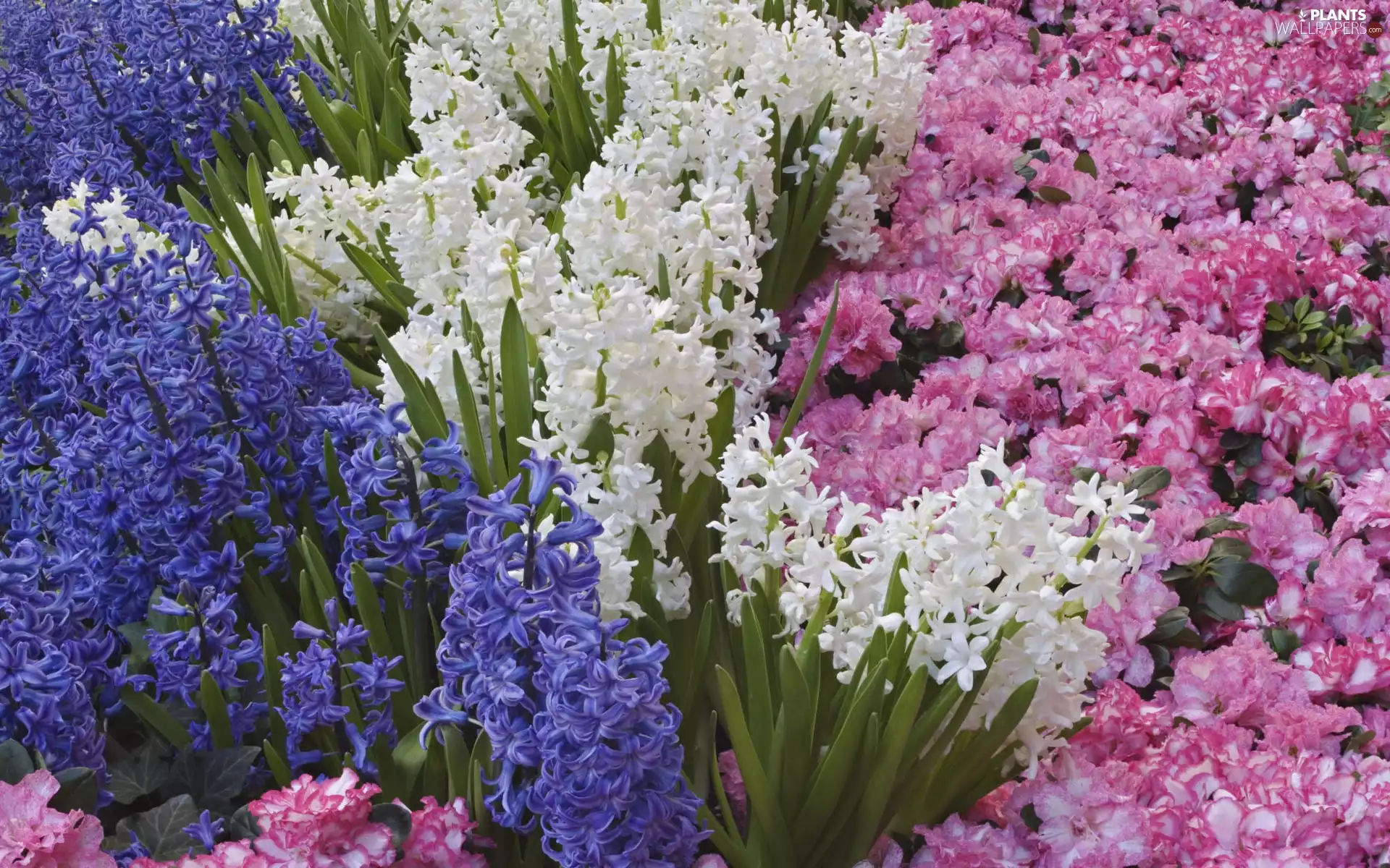 Rhododendron, Hyacinths, Azaleas