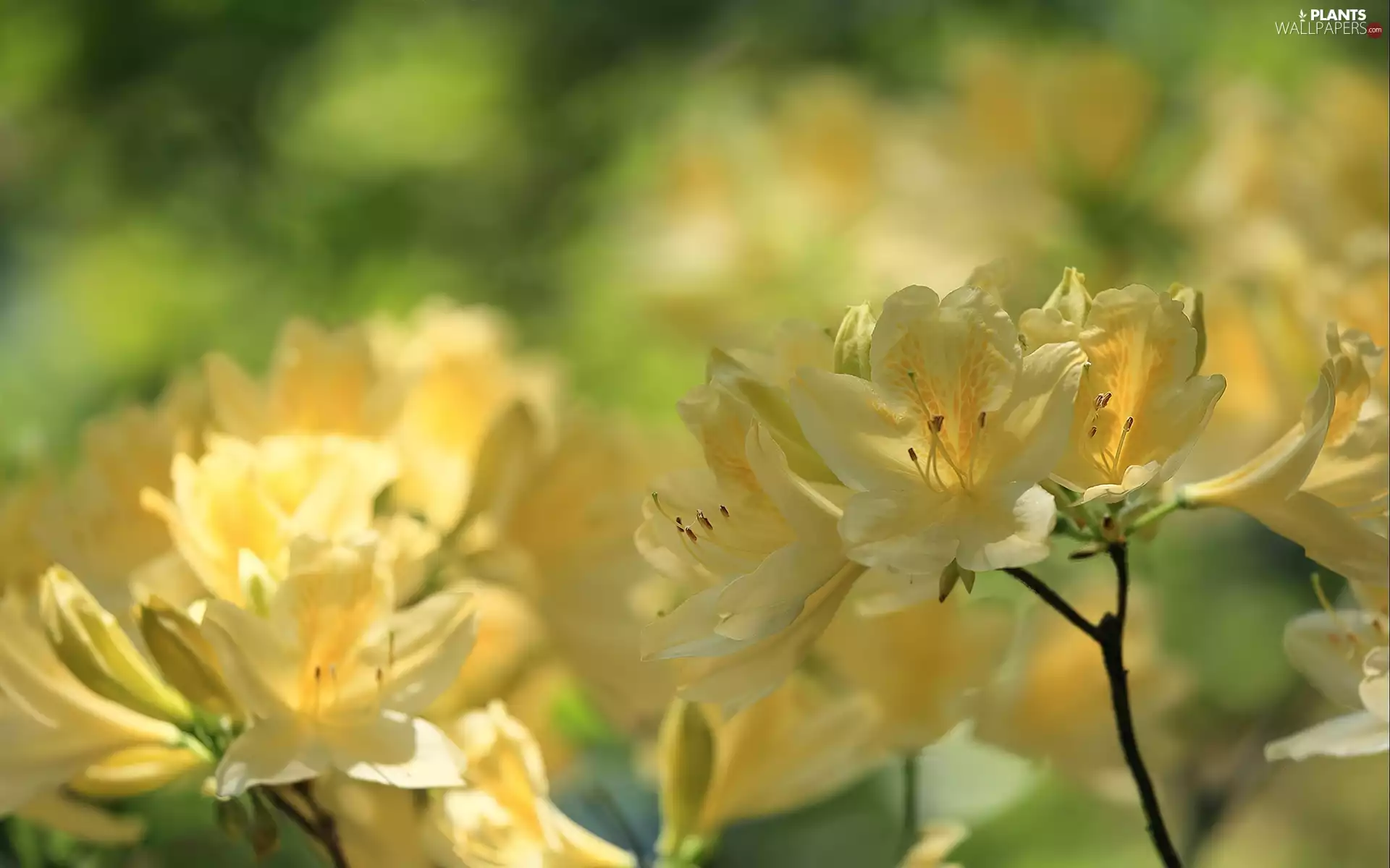 Rhododendron, Yellow, Azaleas