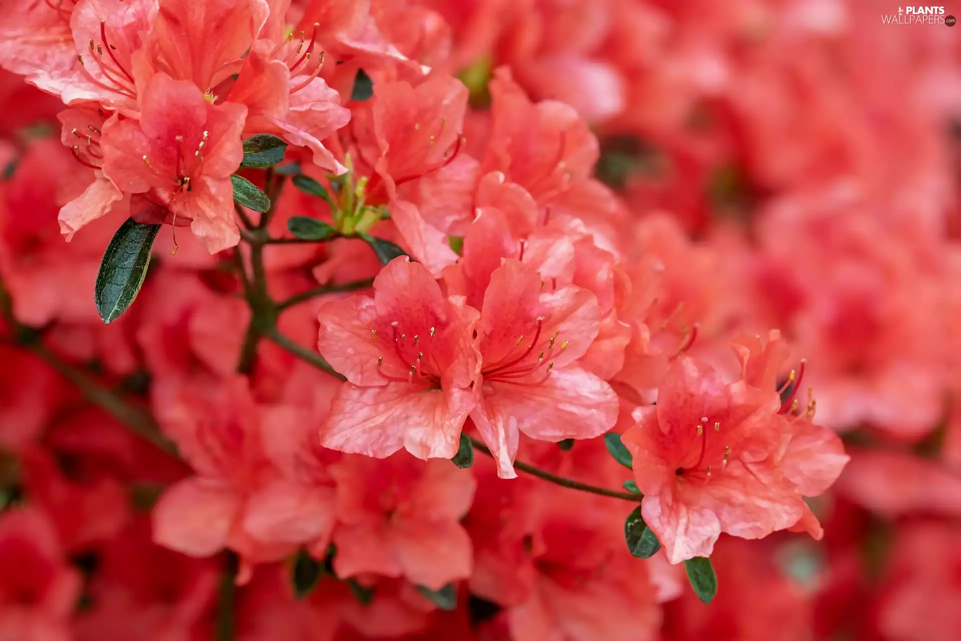 Flowers, rhododendron, blurry background, azalea