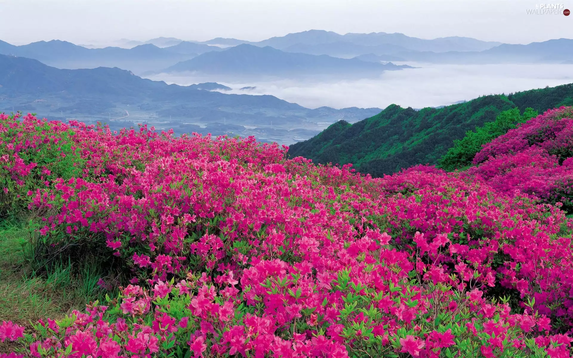 rhododendron, Mountains, Bush