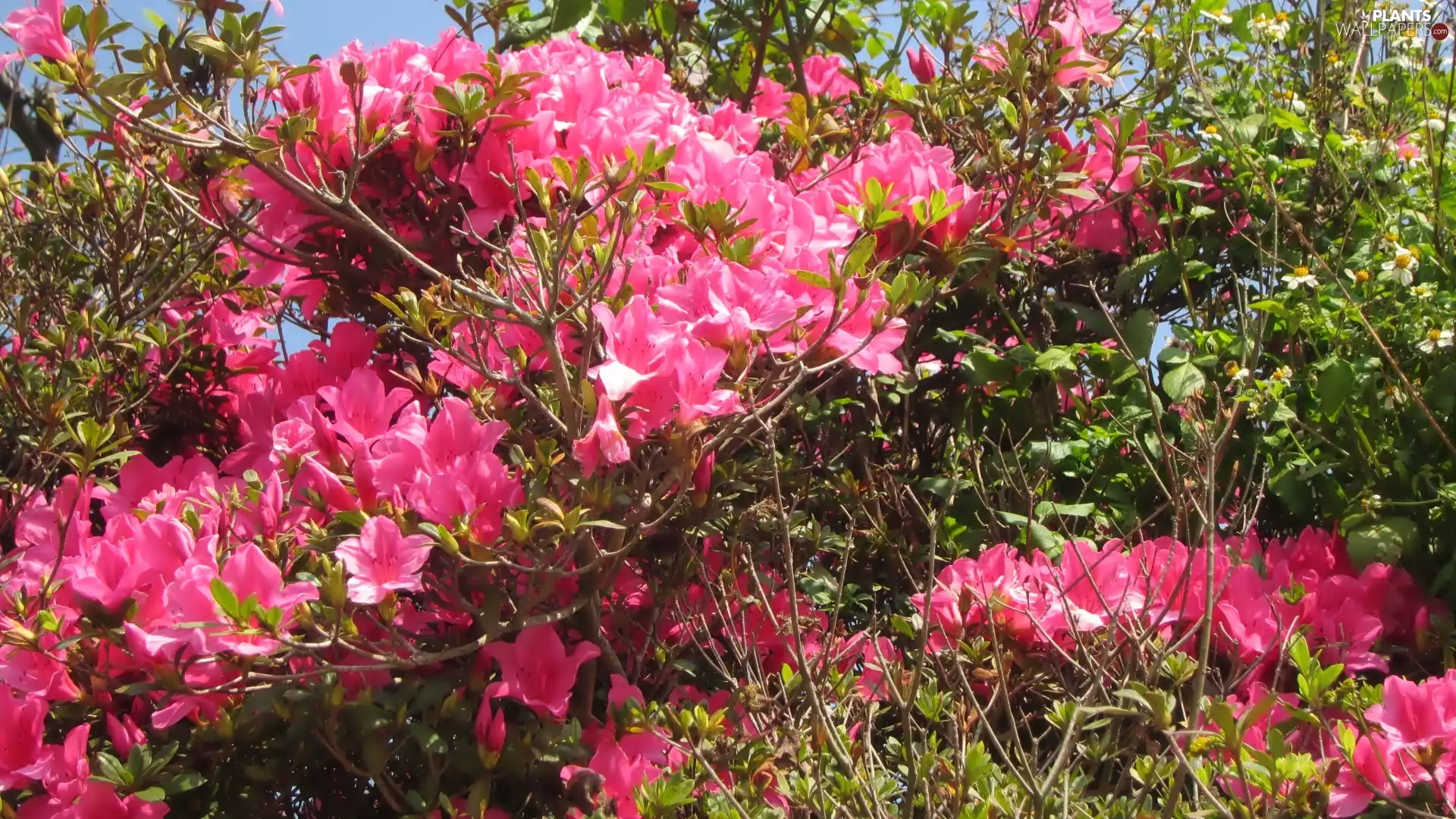azalea, rhododendron, flower, Bush, Spring