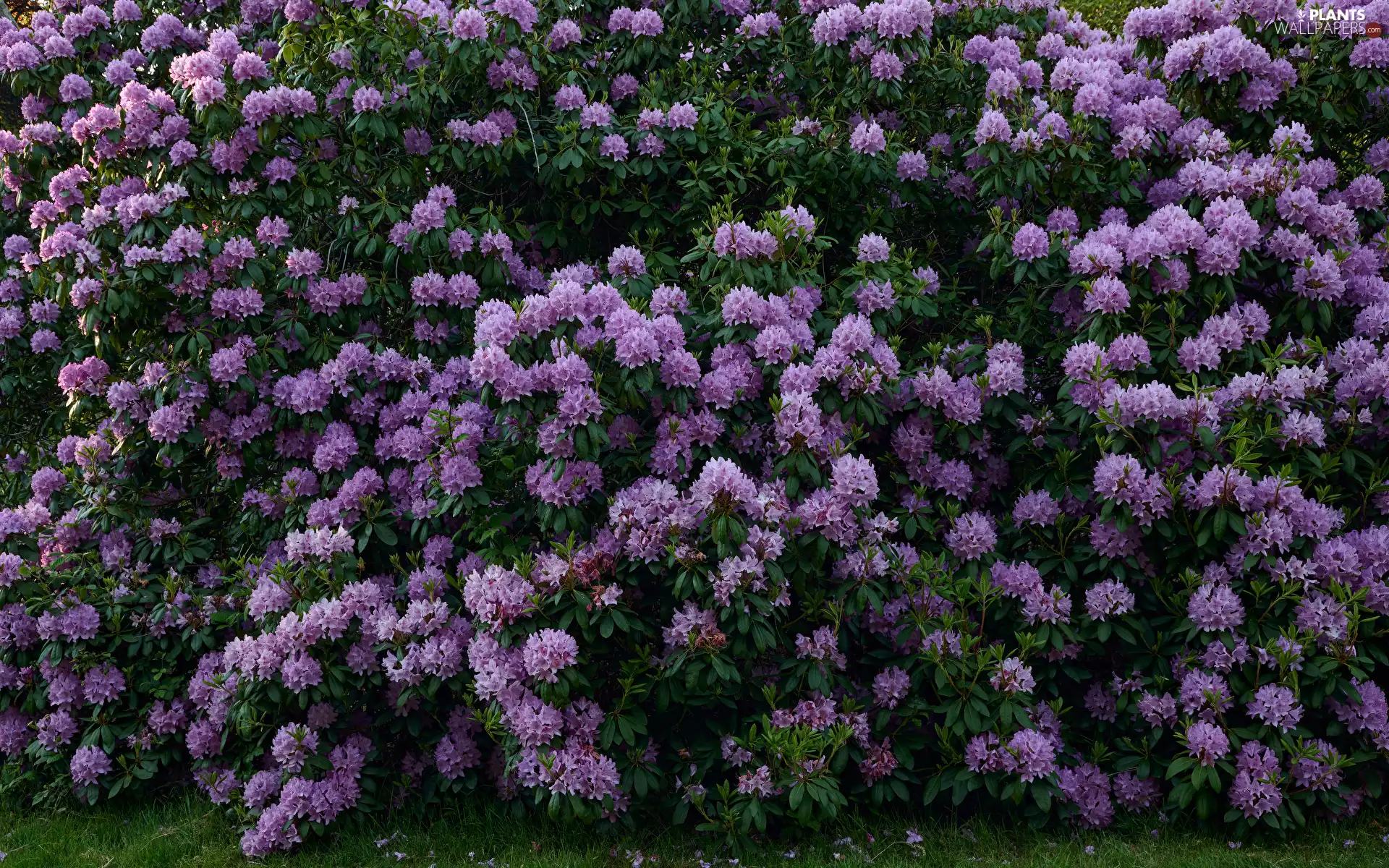 Violet, rhododendron, Flowers, rhododendron, Bush