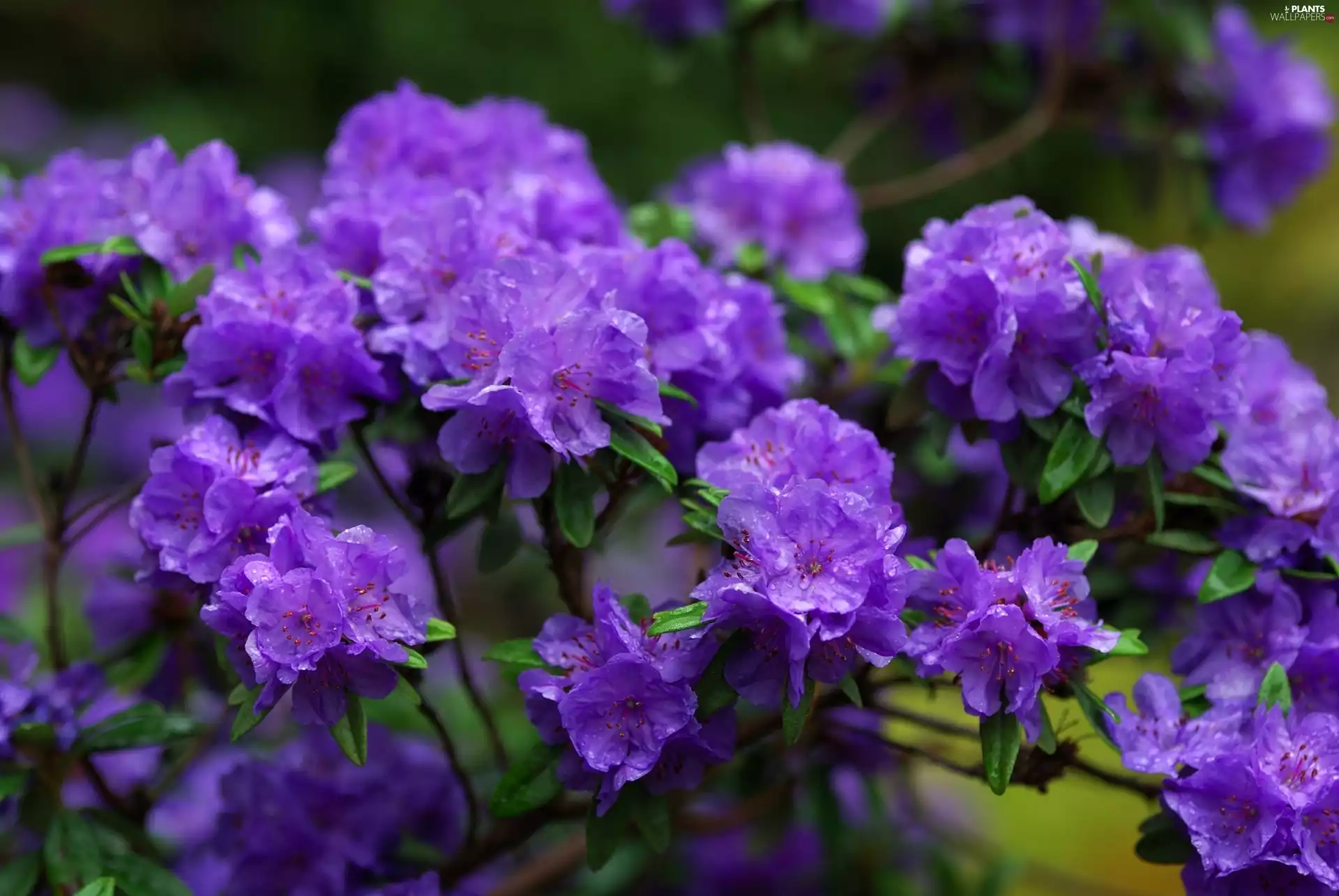 rain, rhododendron, Flowers, drops, purple