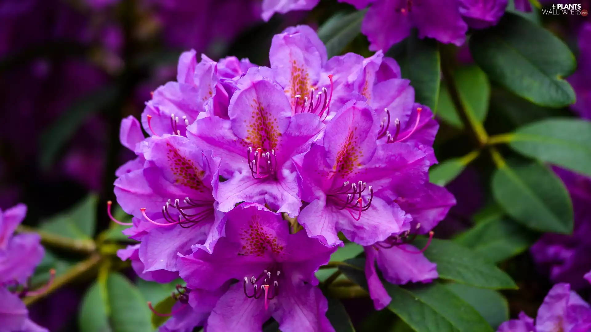rhododendron, purple, Flowers