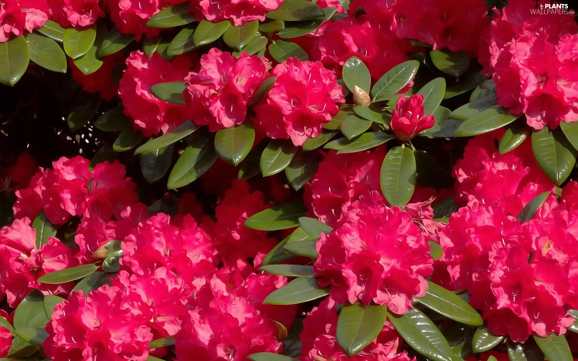 rhododendron, Red, Flowers