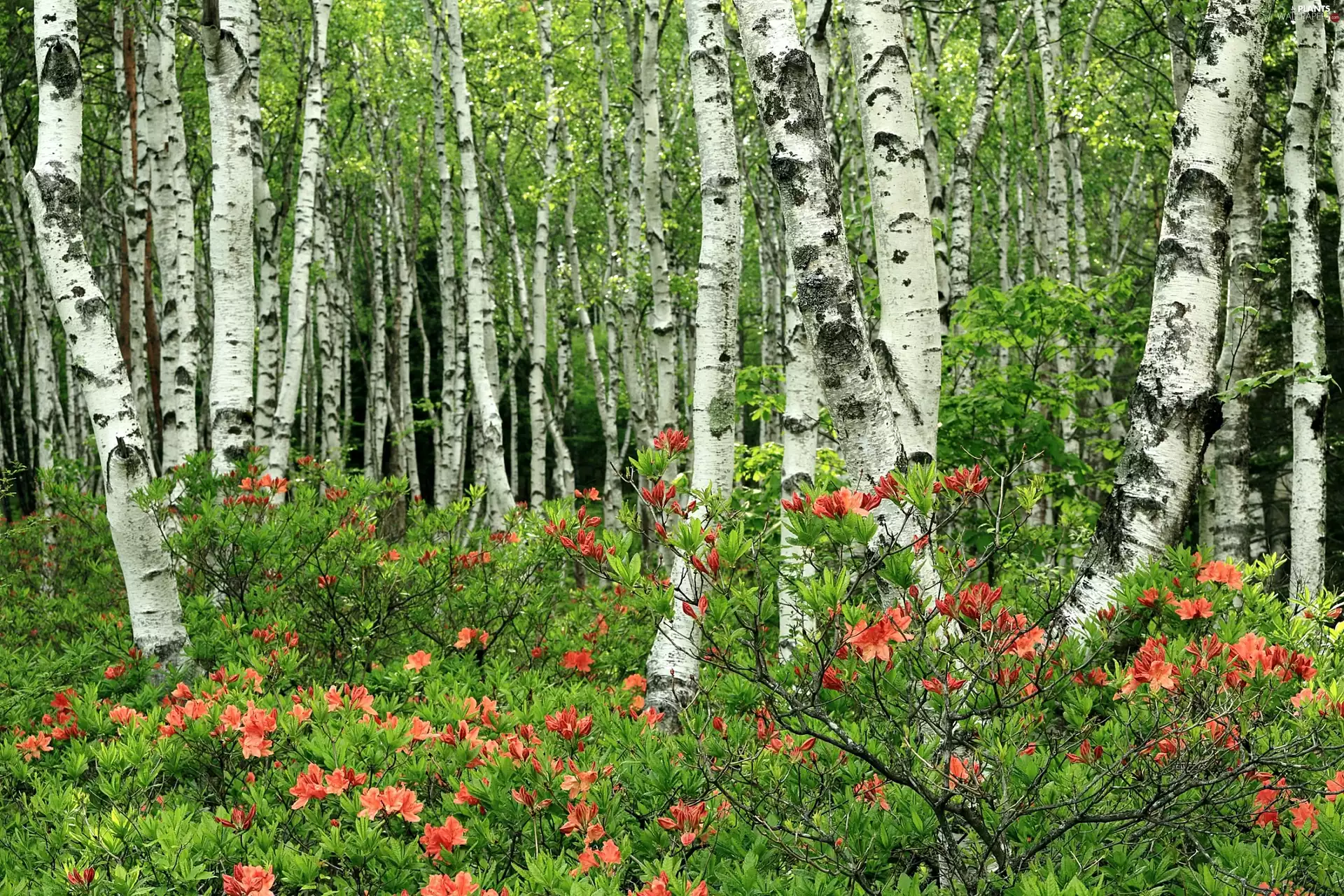 rhododendron, birch, forest