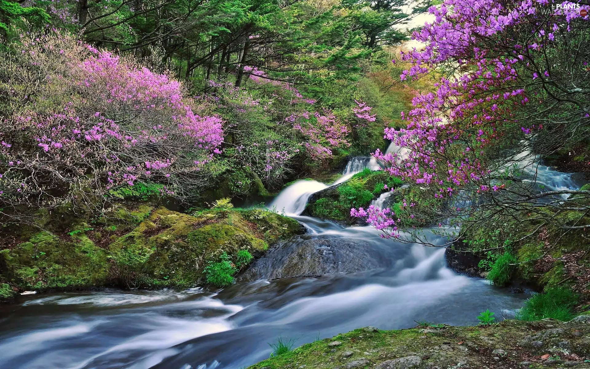 flourishing, Rhododendron, forest, River, Spring
