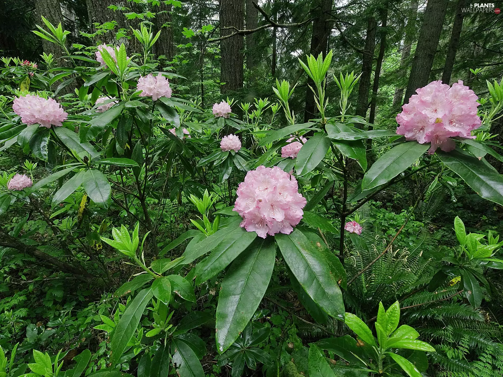 rhododendron, forest