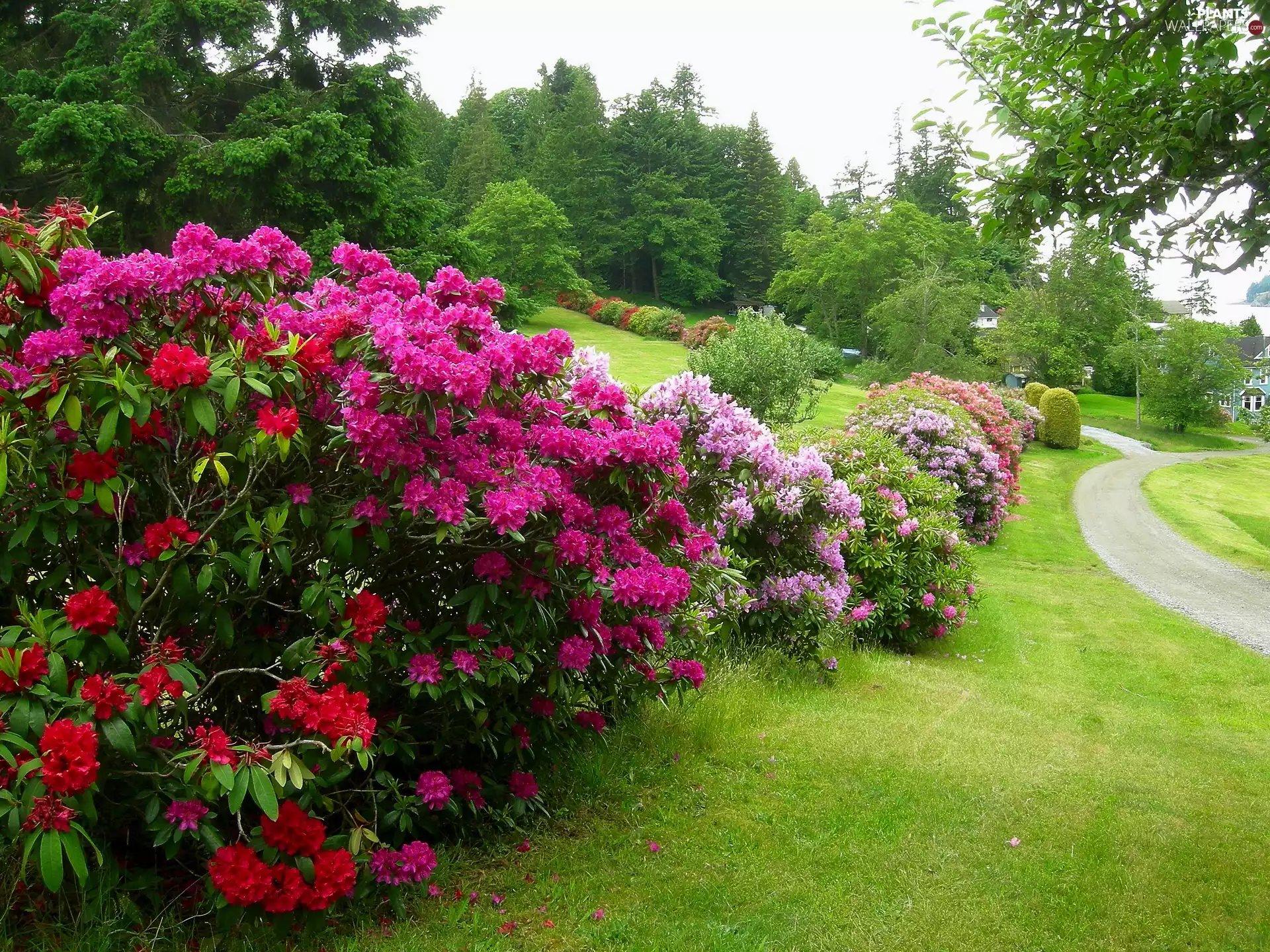 rhododendron, Garden