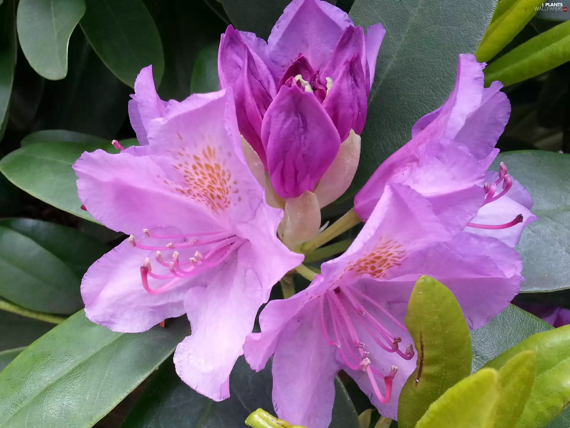 rhododendron, Flowers, Leaf