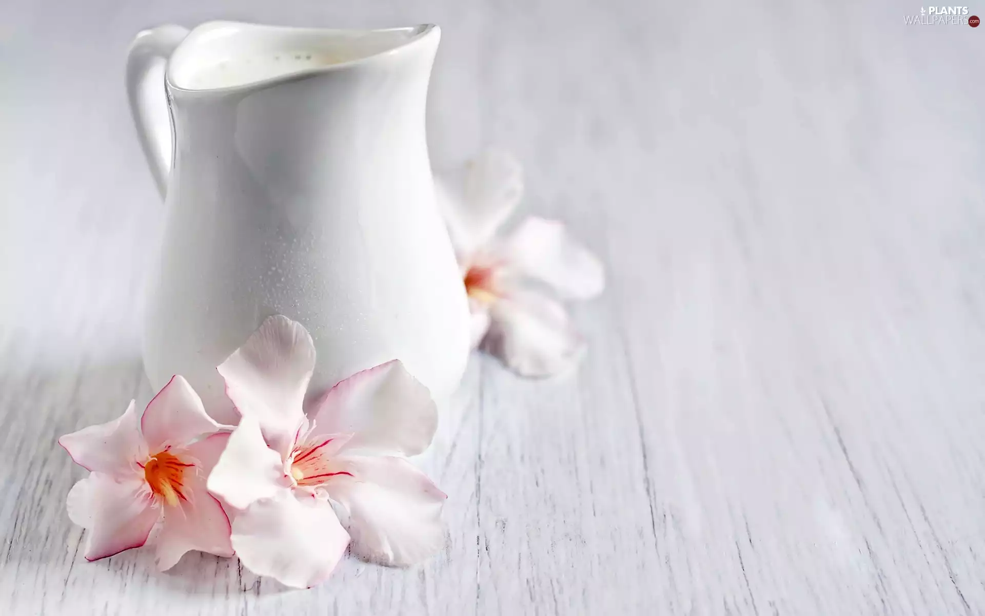 Azalii, Rhododendron, milk, Flowers, jug