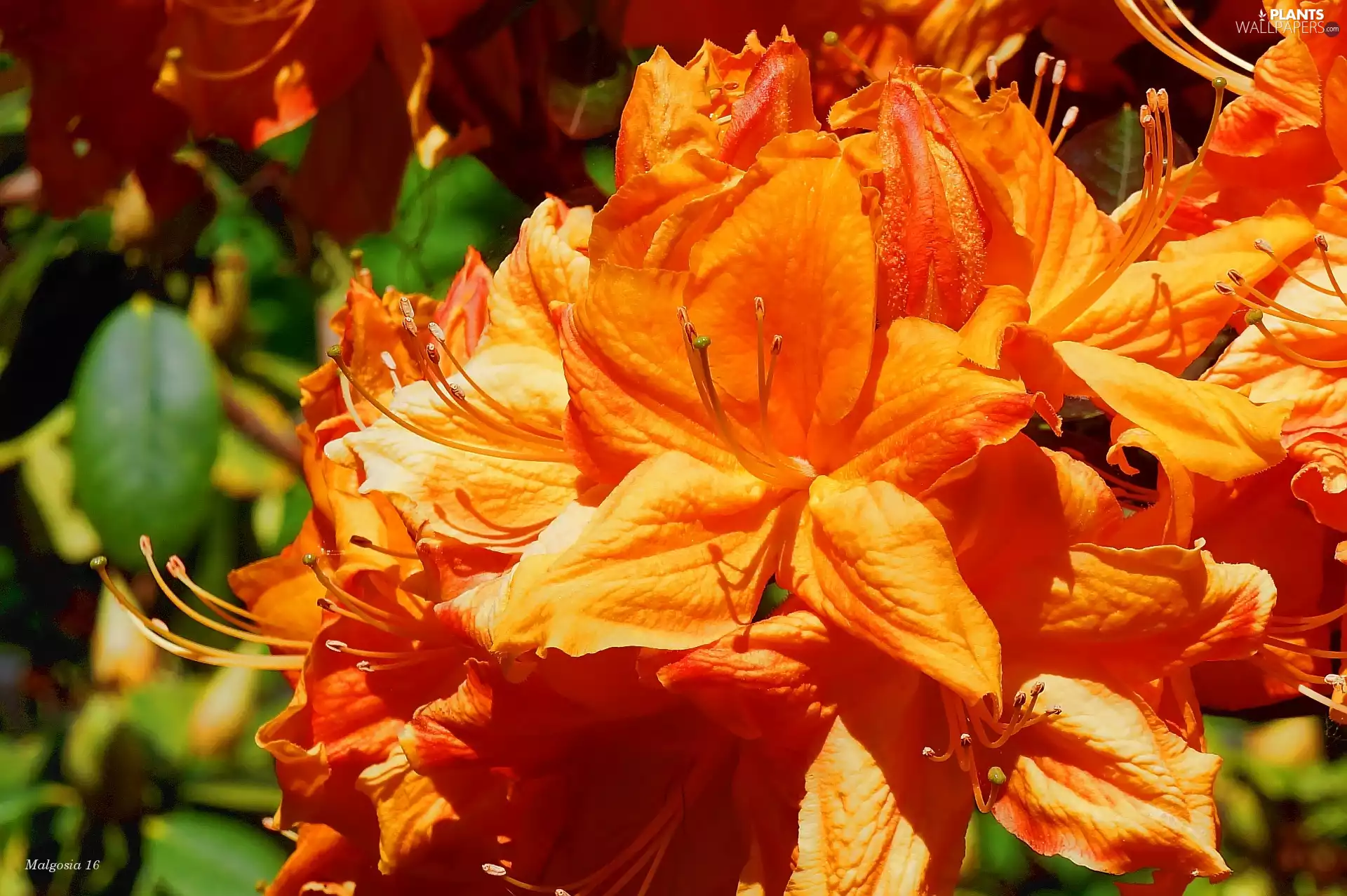 rhododendron, Flowers, Orange