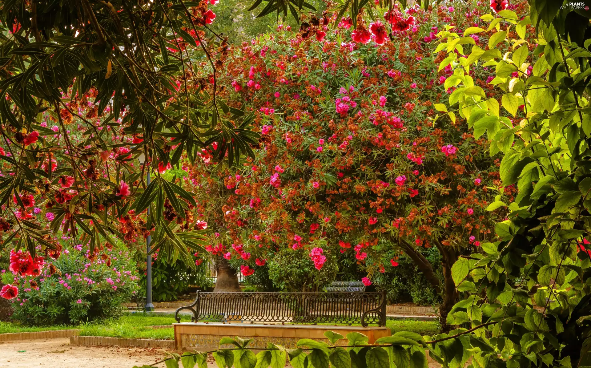 Bush, Rhododendron, Park, Bench, Garden